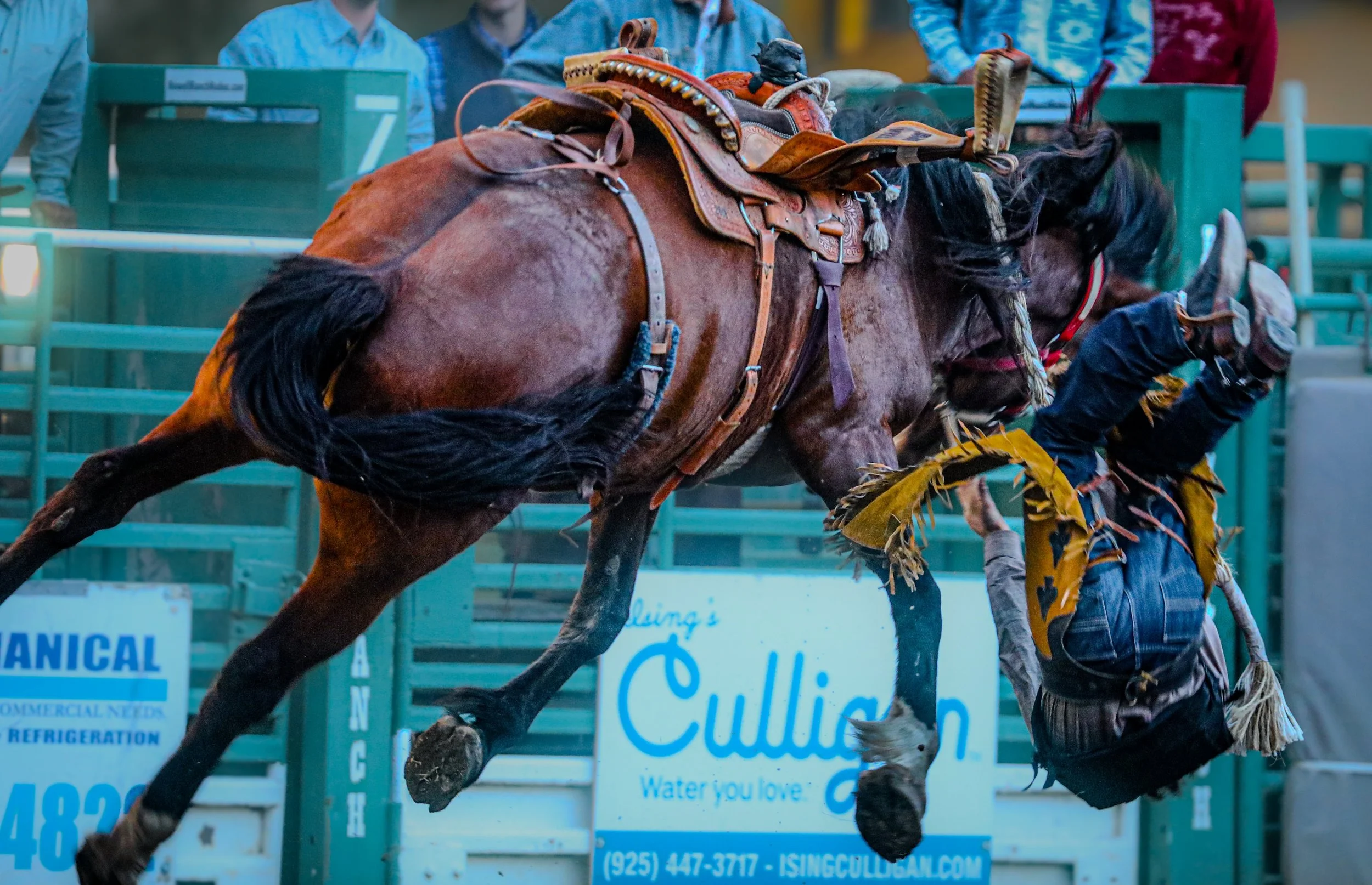A cowboy participating in a rodeo event, riding a bucking bronco, dressed in a cowboy hat, jeans, and protective gear.