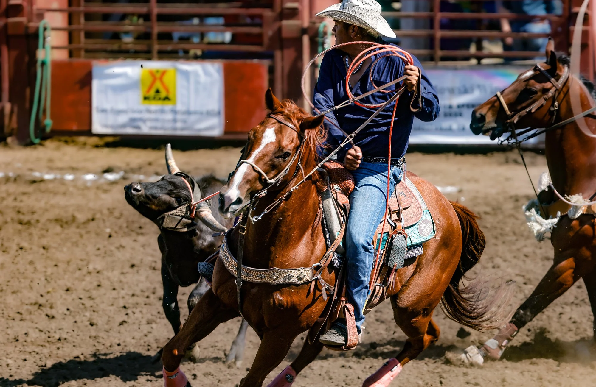 A dynamic rodeo action scene showing a roper swinging a lariat while his horse runs alongside a steer. Bright outdoor arena lighting and dust create an intense, energetic moment typical of team roping competition.

#TeamRoping #Roping #Roper #HeaderA
