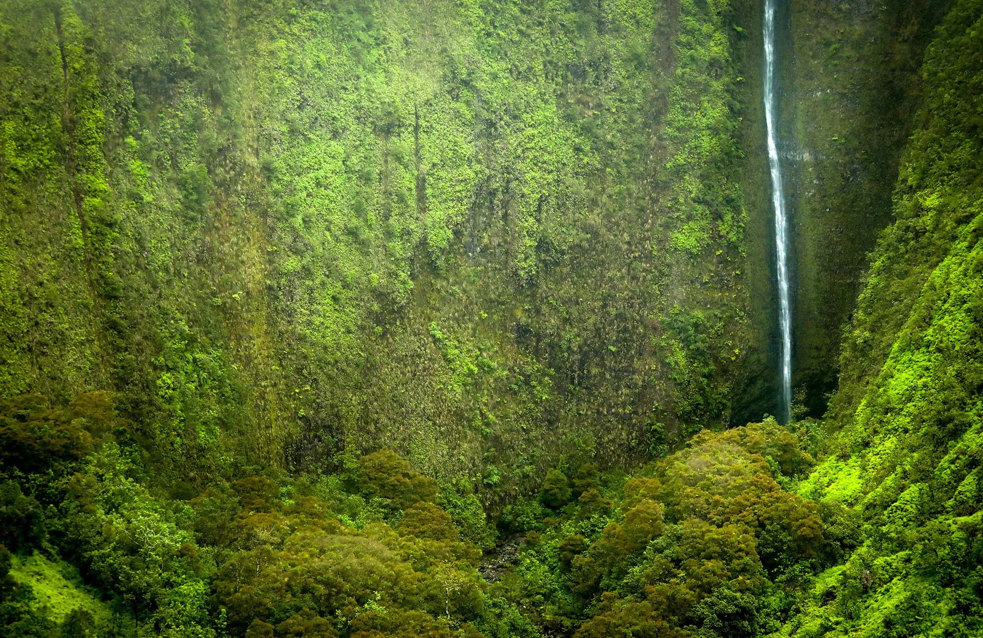 A lush, green forested canyon with a thin waterfall descending down the vertical rocky cliffside.