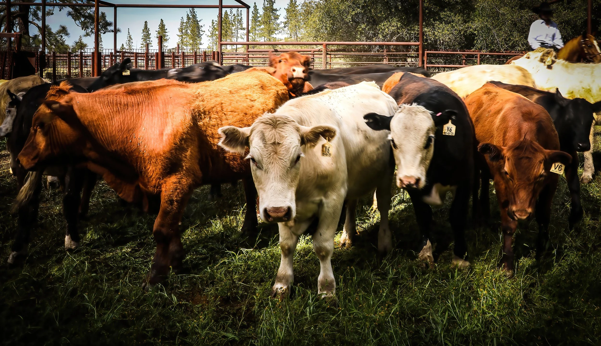 Ranch life and photography