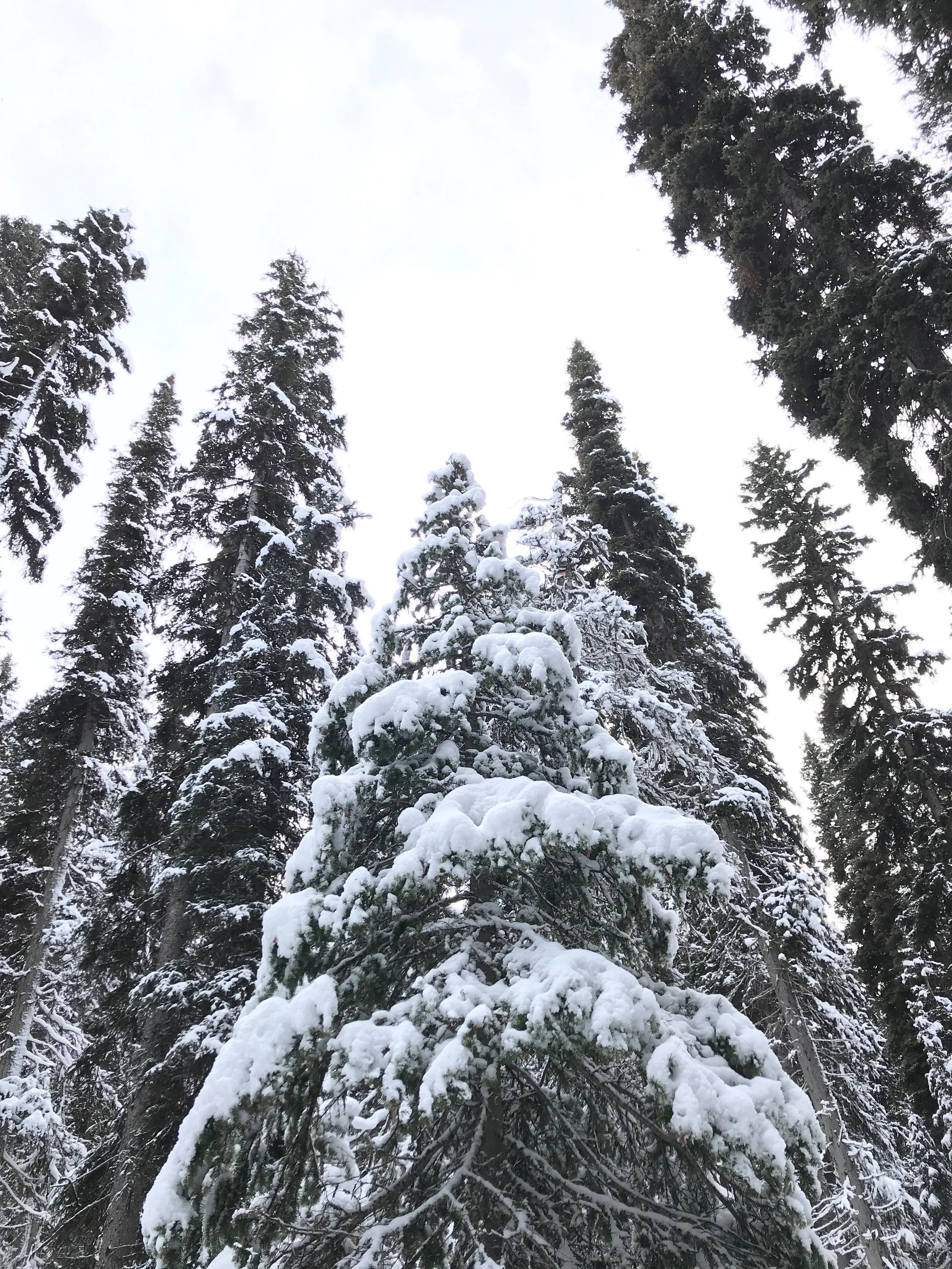 FAIRMONT CHATEAU LAKE LOUISE