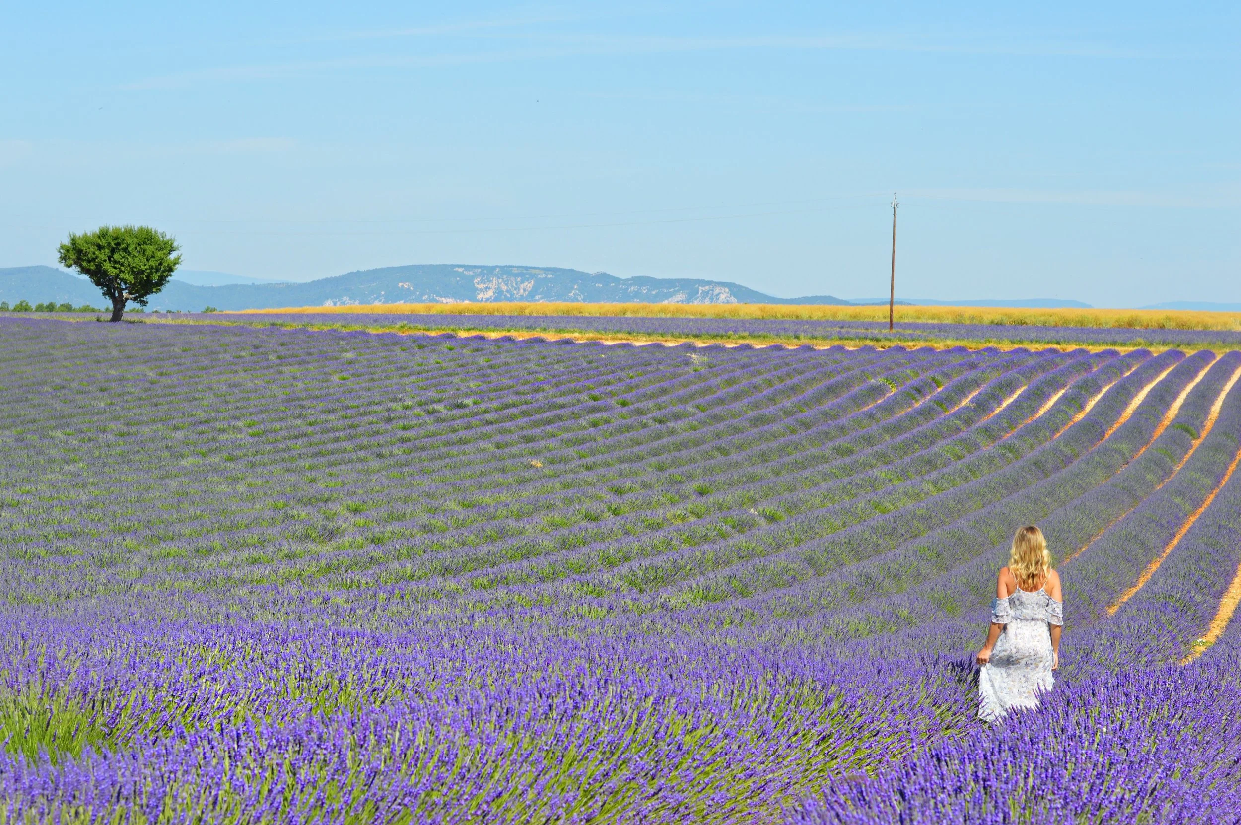 provence lavendar fields
