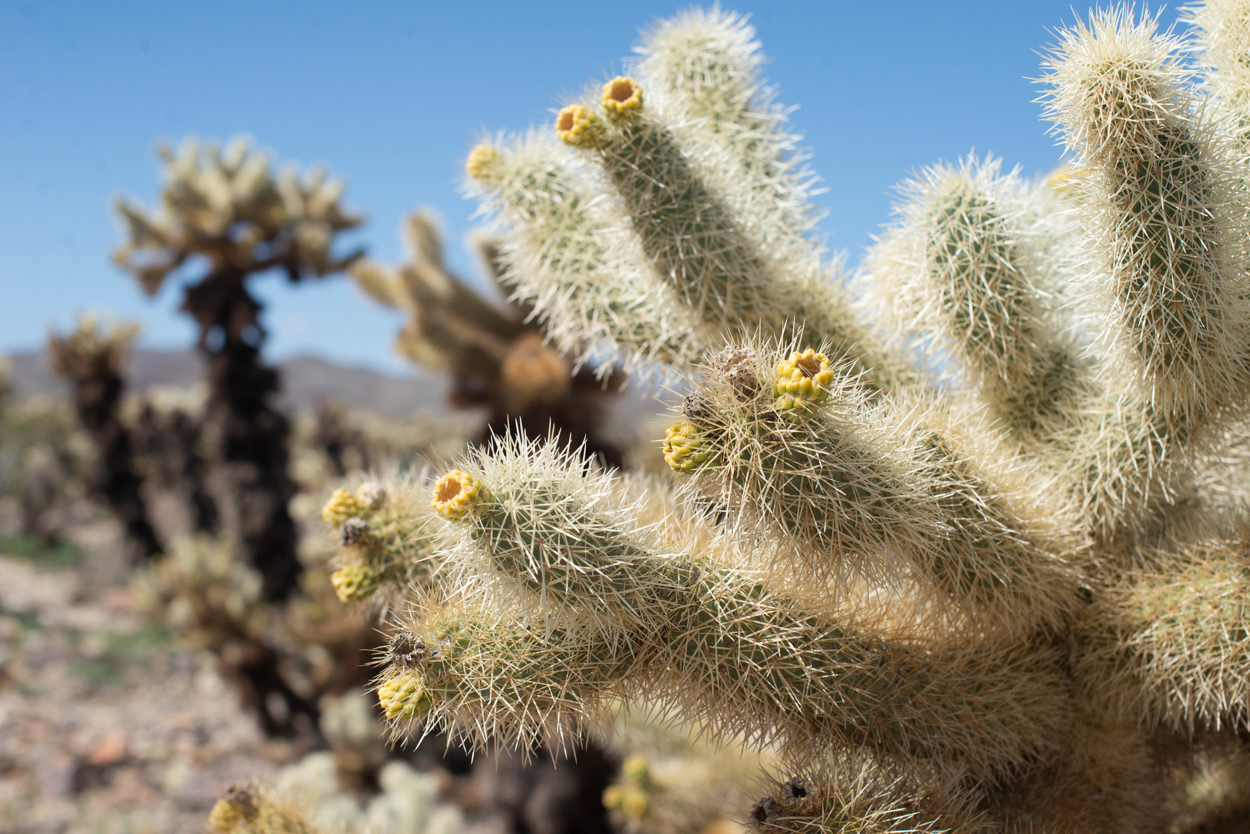 PHOTO BY SARAH CATHERINE DESIGNS