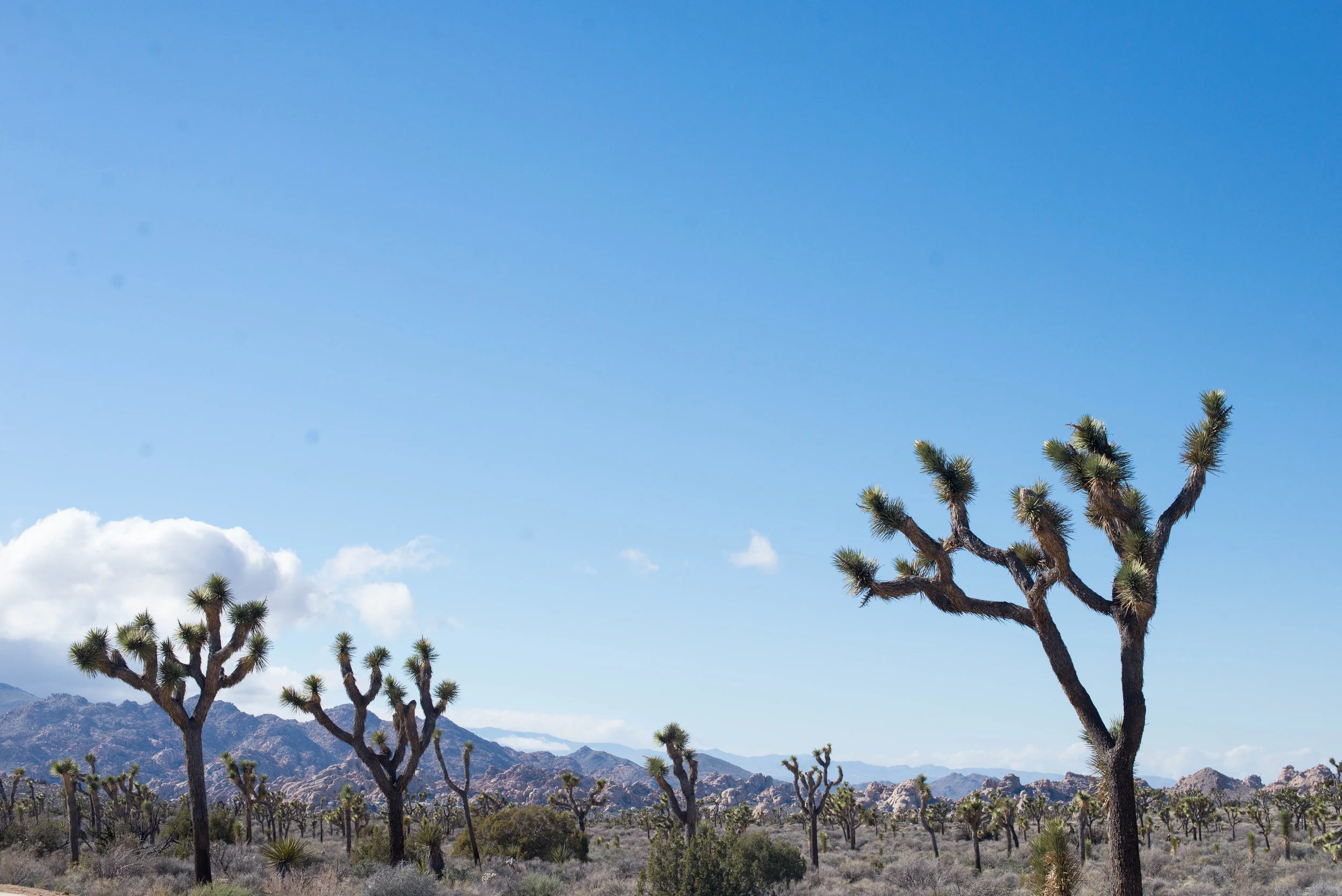 PHOTO BY SARAH CATHERINE DESIGNS