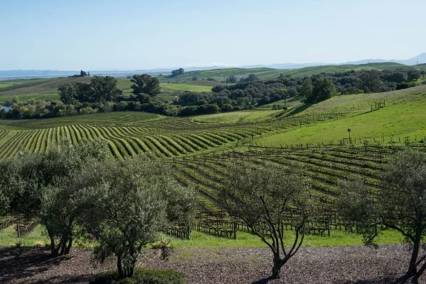 napa valley artesa winery