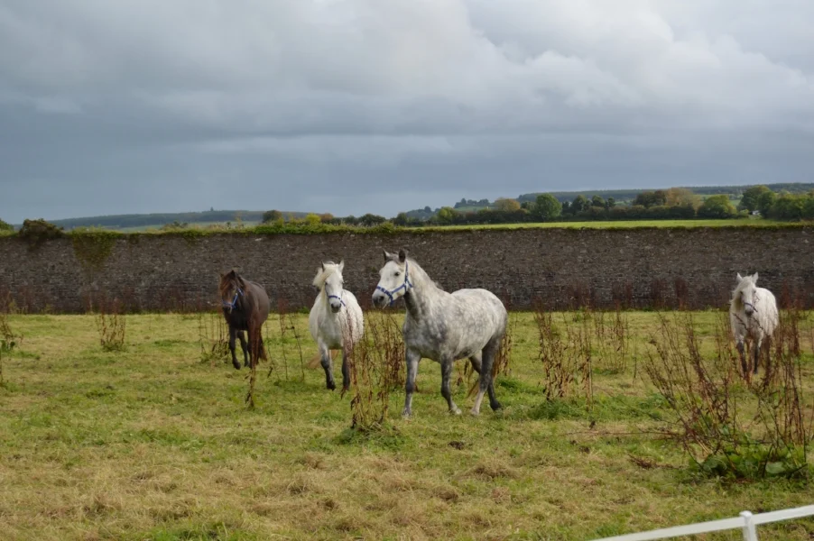 irish ponies at ballyvolane house