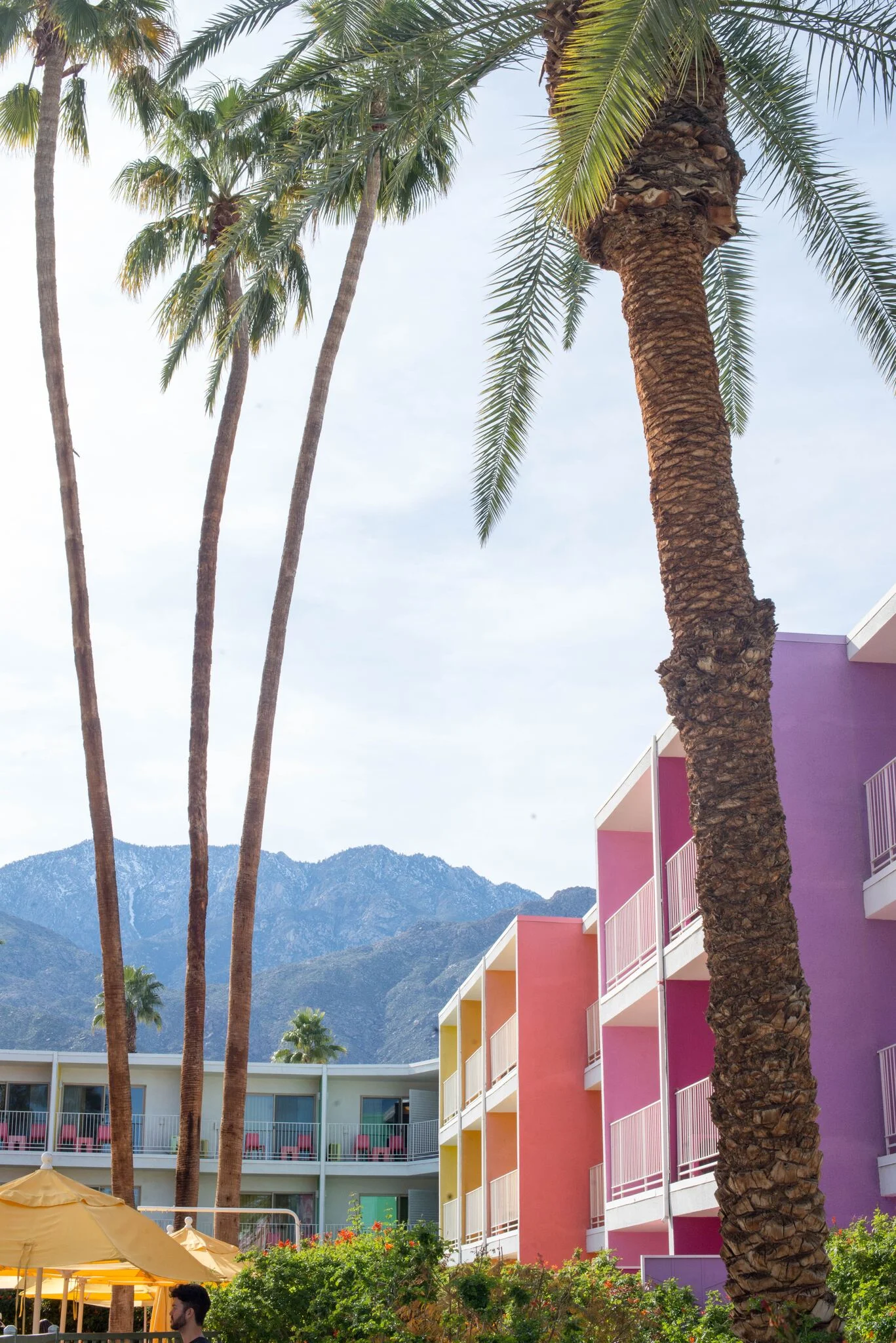 the saguaro palm springs