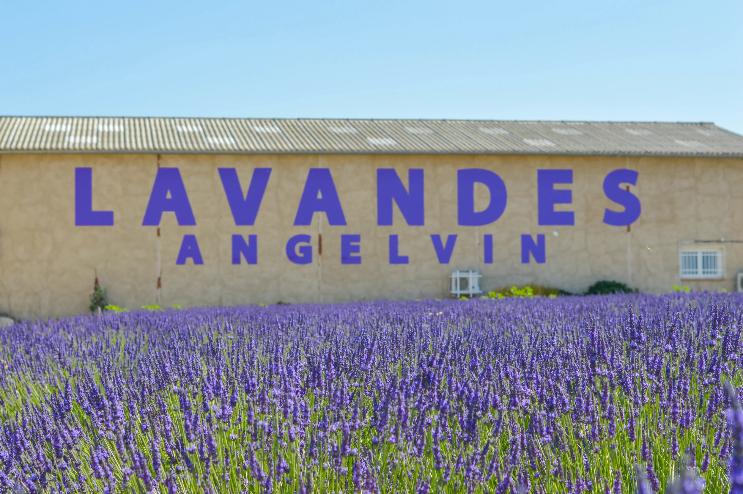 valensole lavendar fields provence france