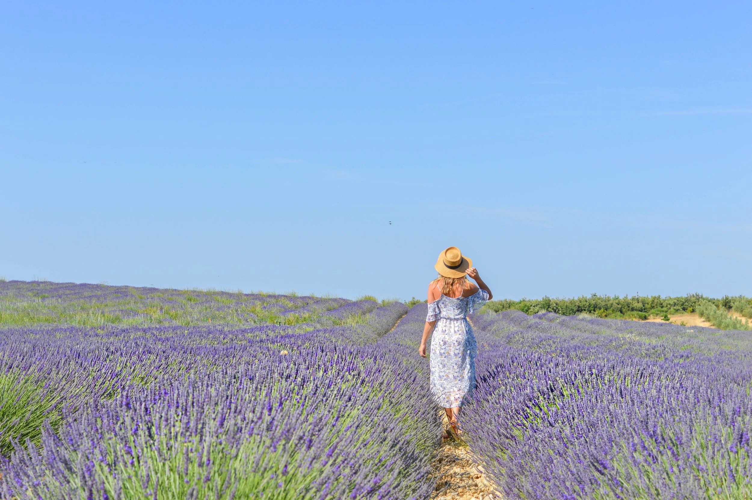 valensole lavendar fields provence france