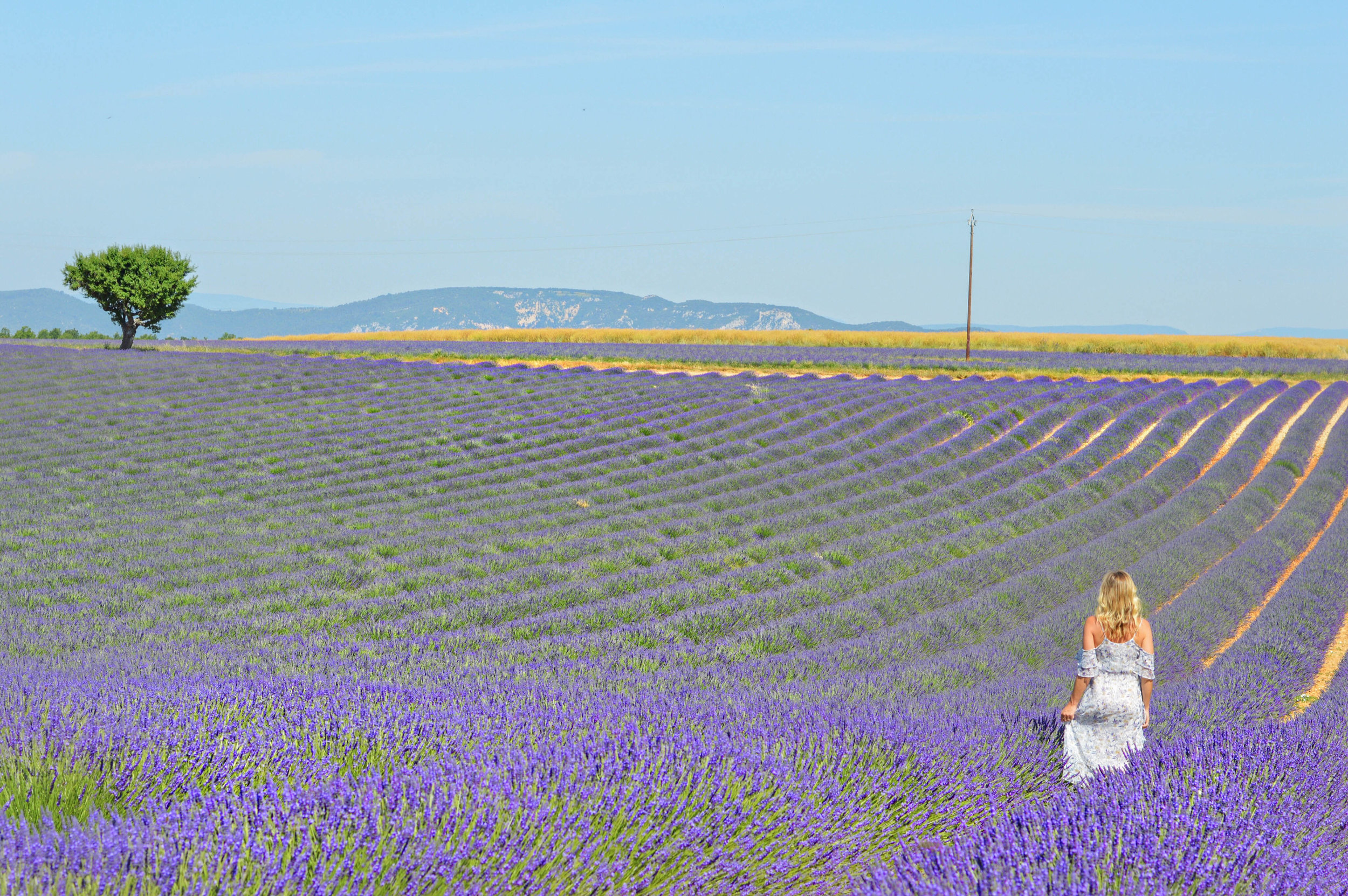 valensole lavender fields provence france