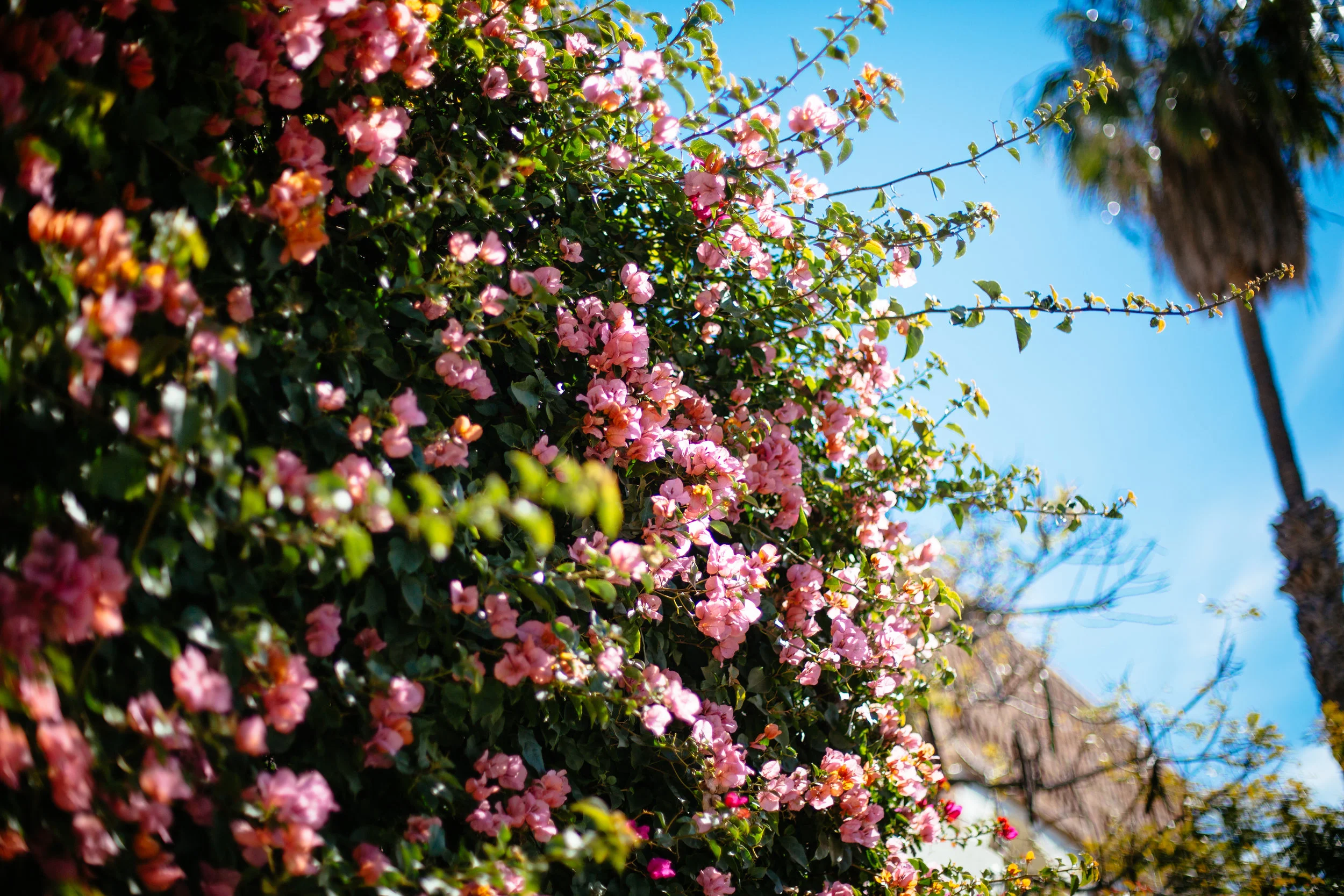 santa barbara california