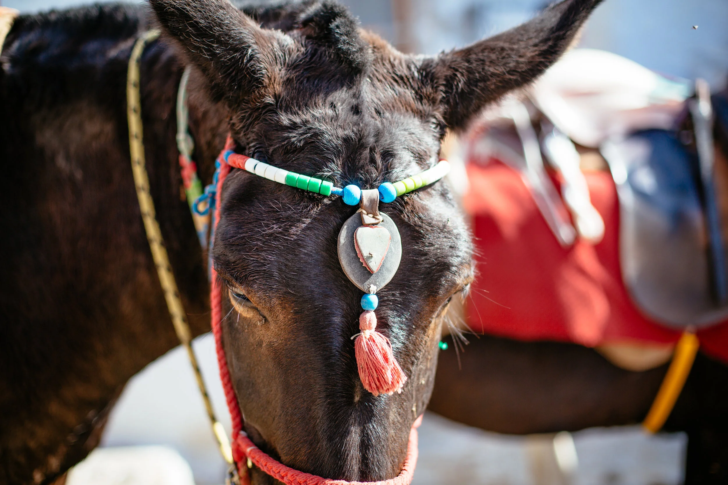 Photos by Katie Theis Photo