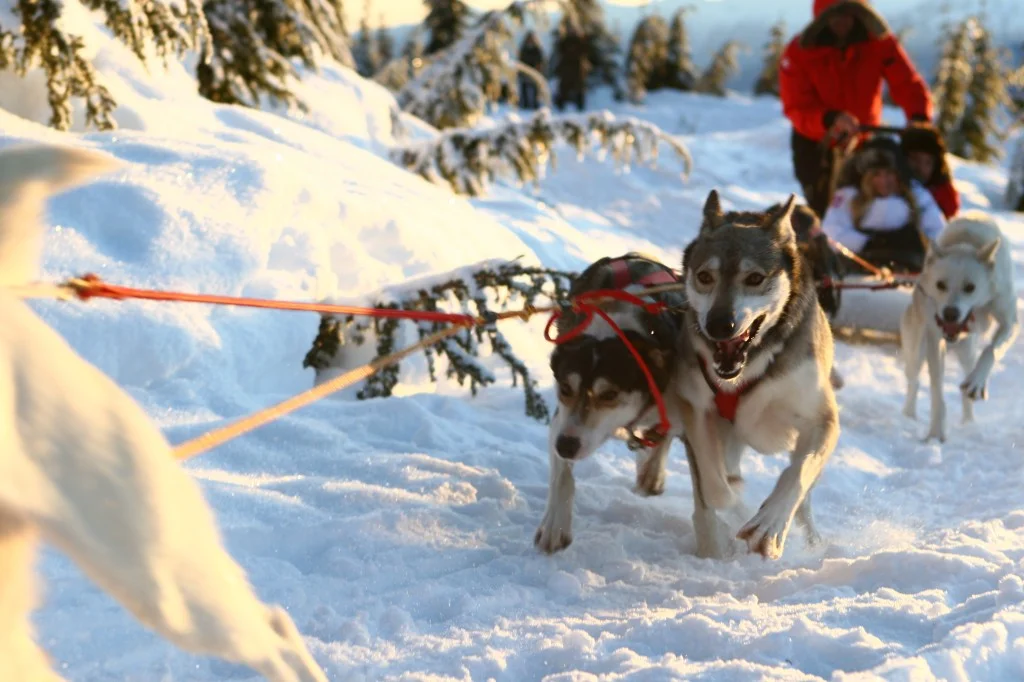 canadian wilderness adventure dog sledding