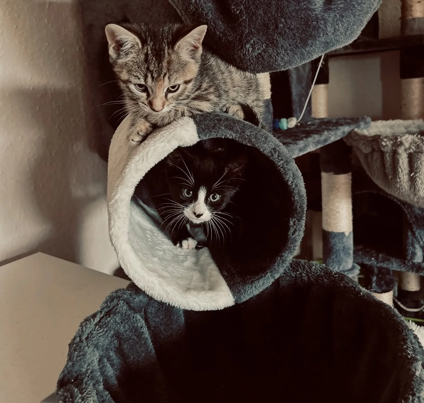 Welcome in little ones&hellip;Oliver and Princess 🤗