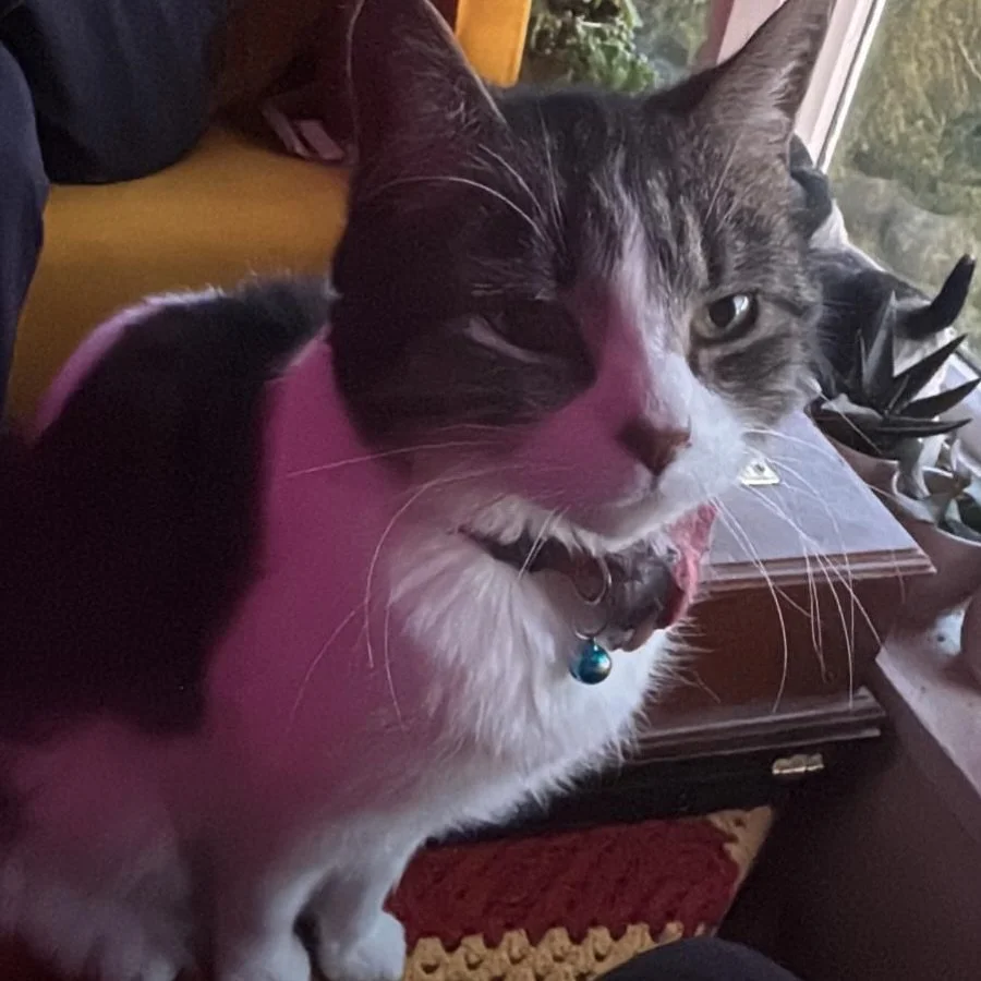 So today is a sad day, this little Fella Diesel decided it was time to go and be with  his other siblings. Even though I knew him a short while, he was spoilt most mornings and afternoons with secret milk. You will be missed you beautiful boy! ❤️