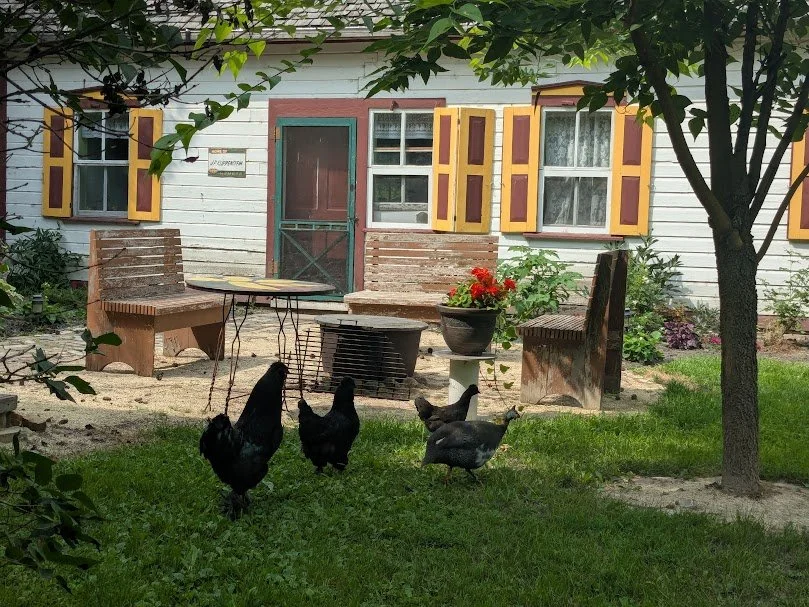 White house with red and yellow shutters, sandy patio with wooden chairs, red flowers, and five chickens walking on the grass.
