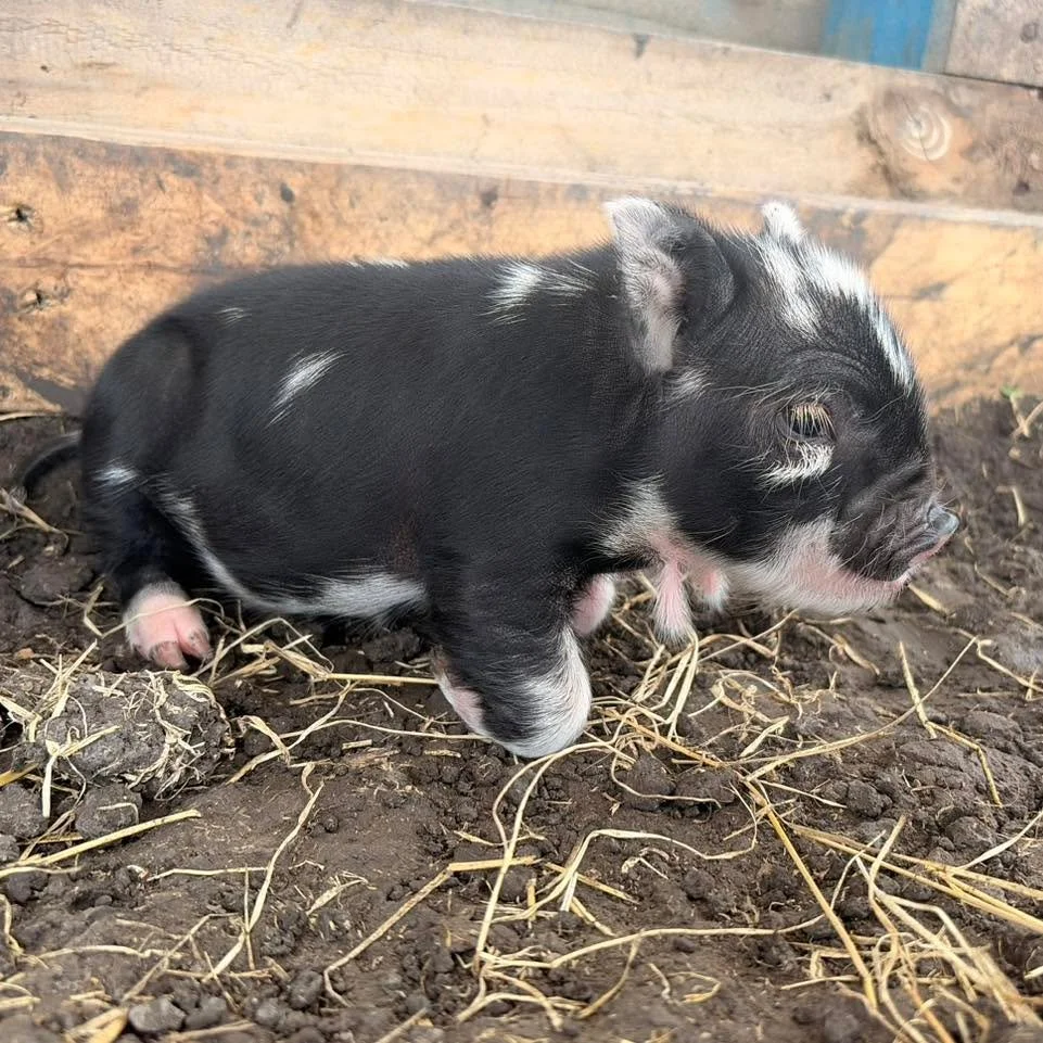 Our little singleton piggy was born a few days ago🥰 what should we name her?