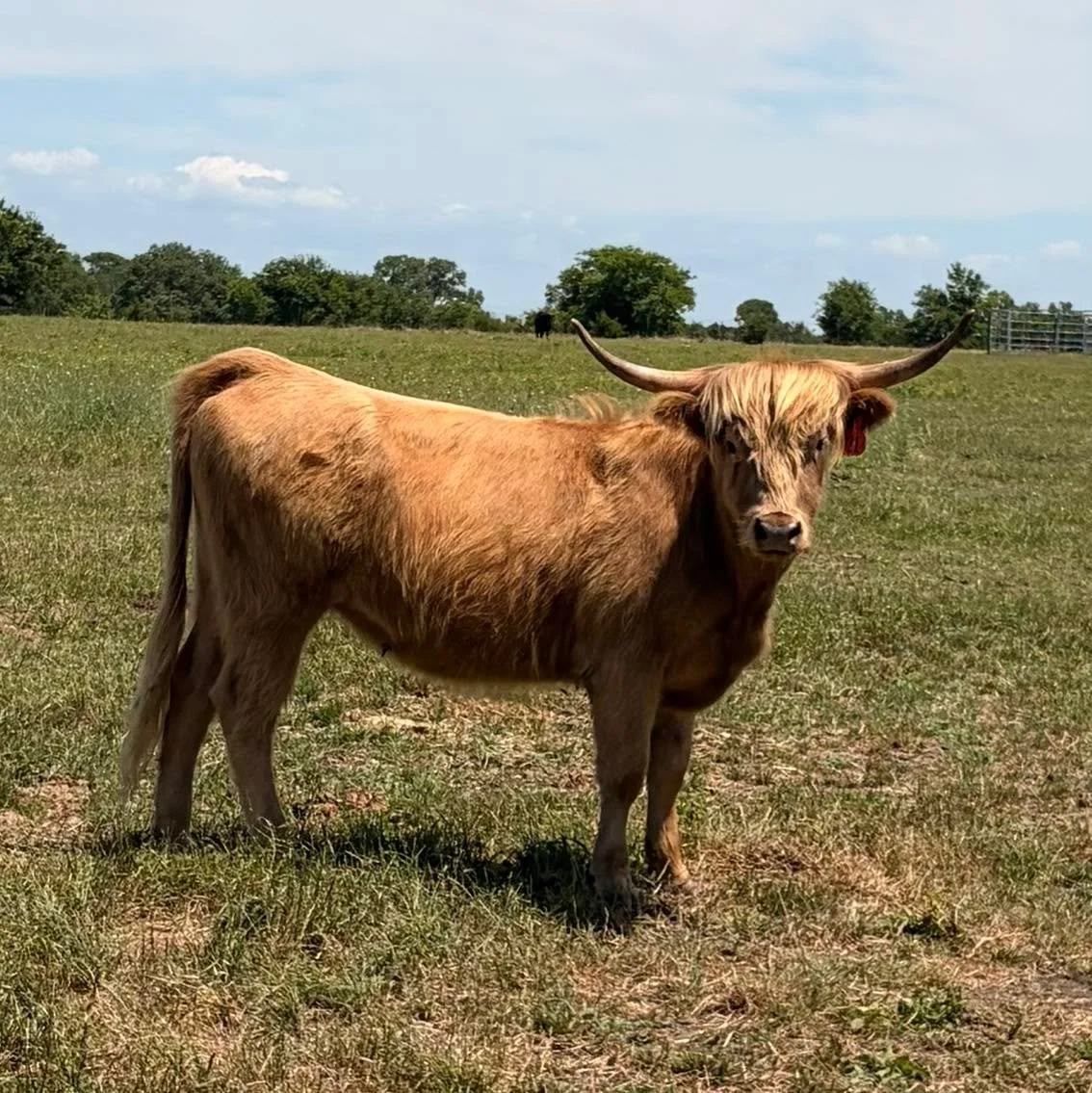Bonnie has the day off today 🩷🐮

No weddings. No parties. Just grass, sunshine, and relaxation. ☀️🌾

#HighlandCow #TheBarnyardAt2RRanch #FarmLife #NorthTexasEvents #BonnieTheHighlandCow