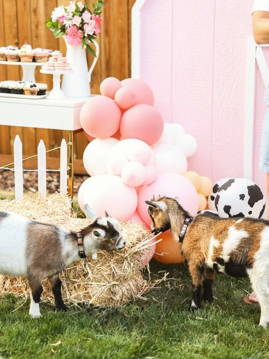 Proof that the best birthday decorations have four legs. 🩷🐐🌸✨

#DFWBirthdayParties #DFWEvents #NorthTexasEvents #DFWMoms #PartyIdeasDFW