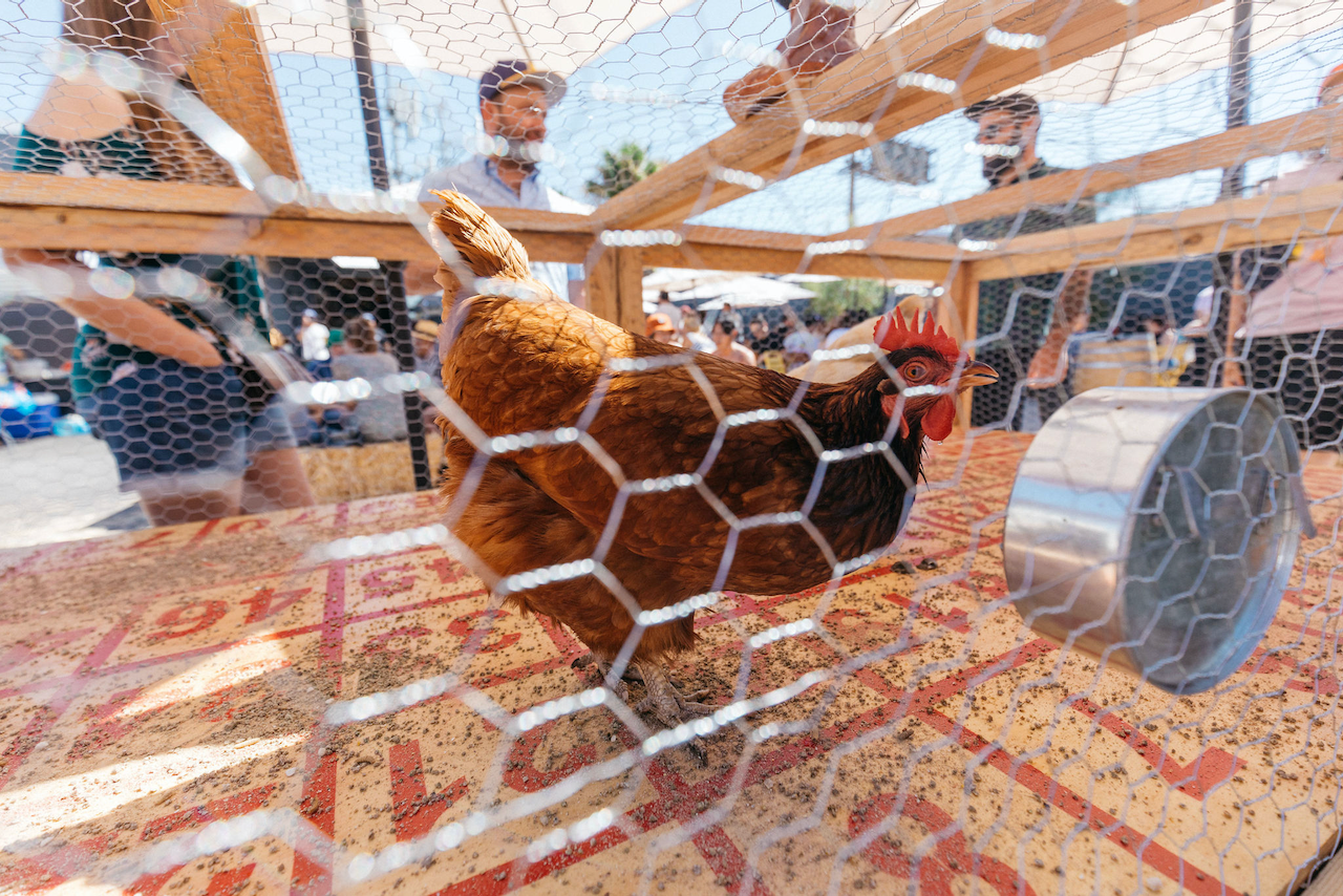 Chicken Shit Bingo fundraiser game in North Texas