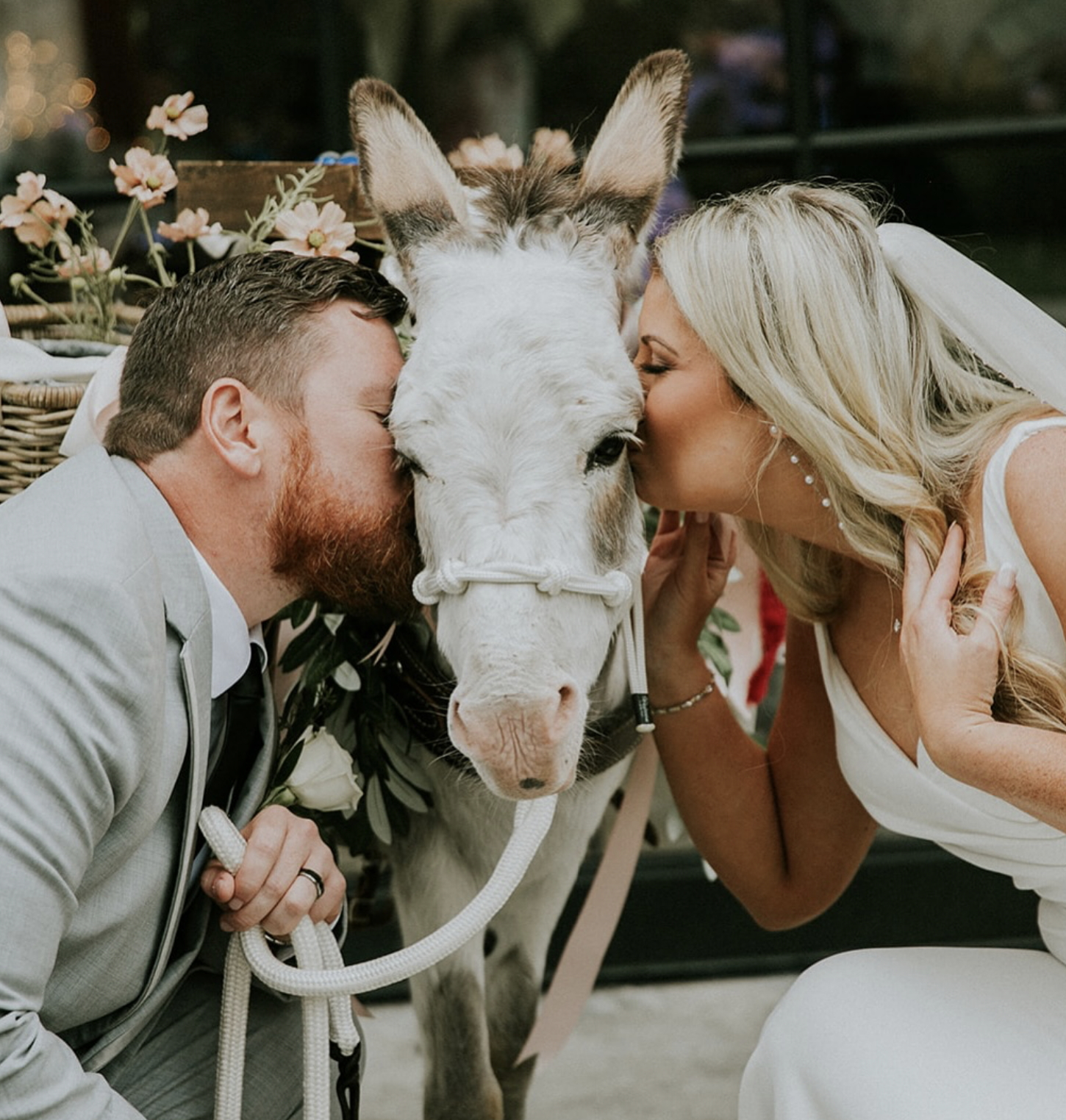 A bride and groom kissing a cow at their wedding reception.