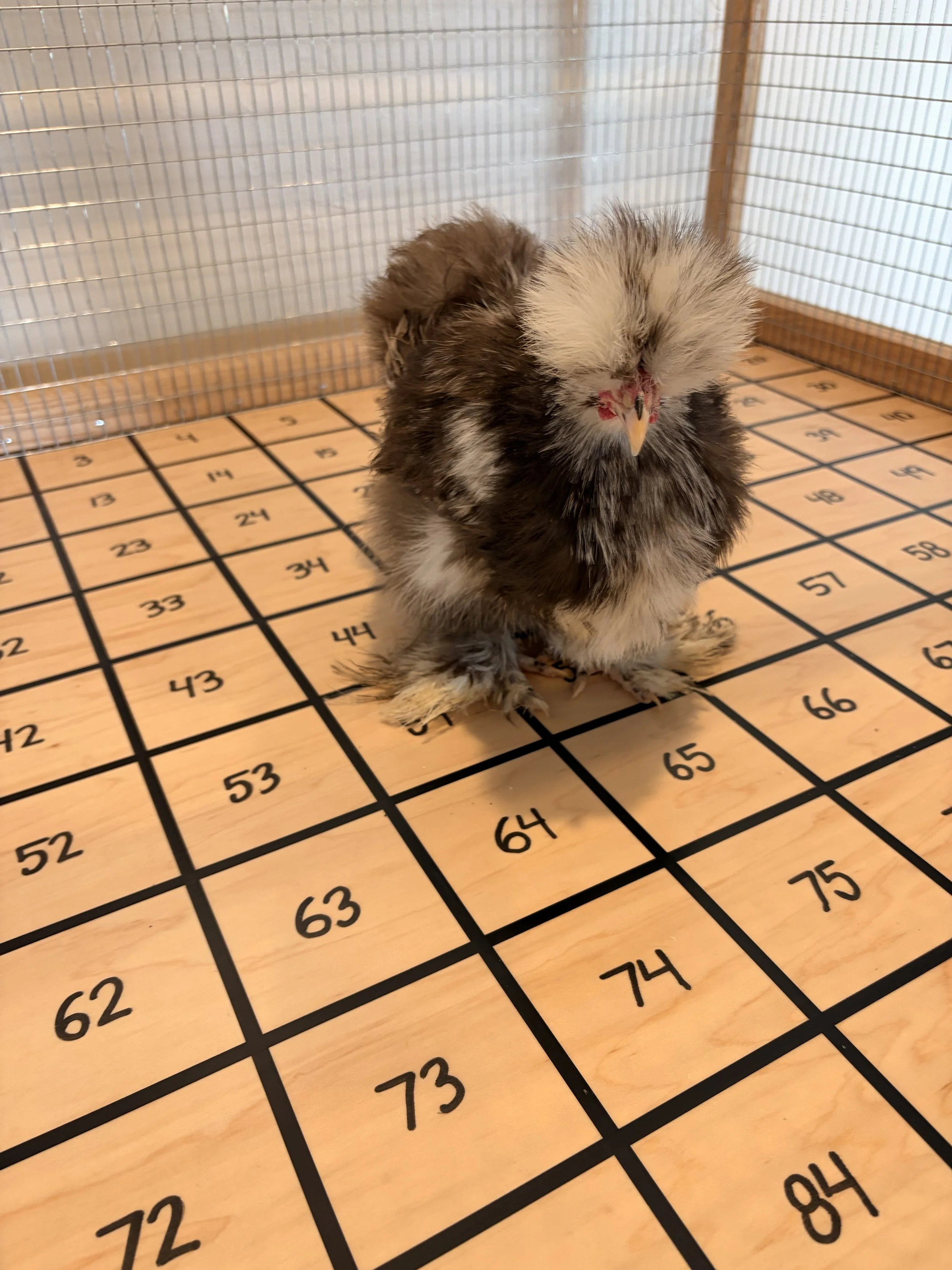 Chicken Shit Bingo event rental in Melissa, Texas for parties, fundraisers, and special events