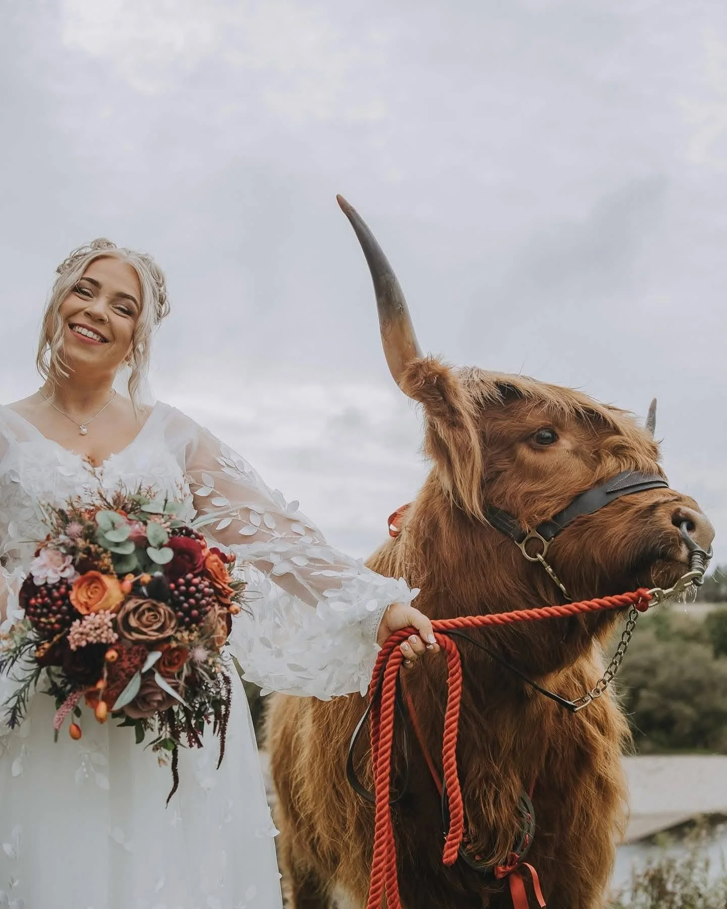 Highland cow wedding experience for couples in North Texas and DFW area