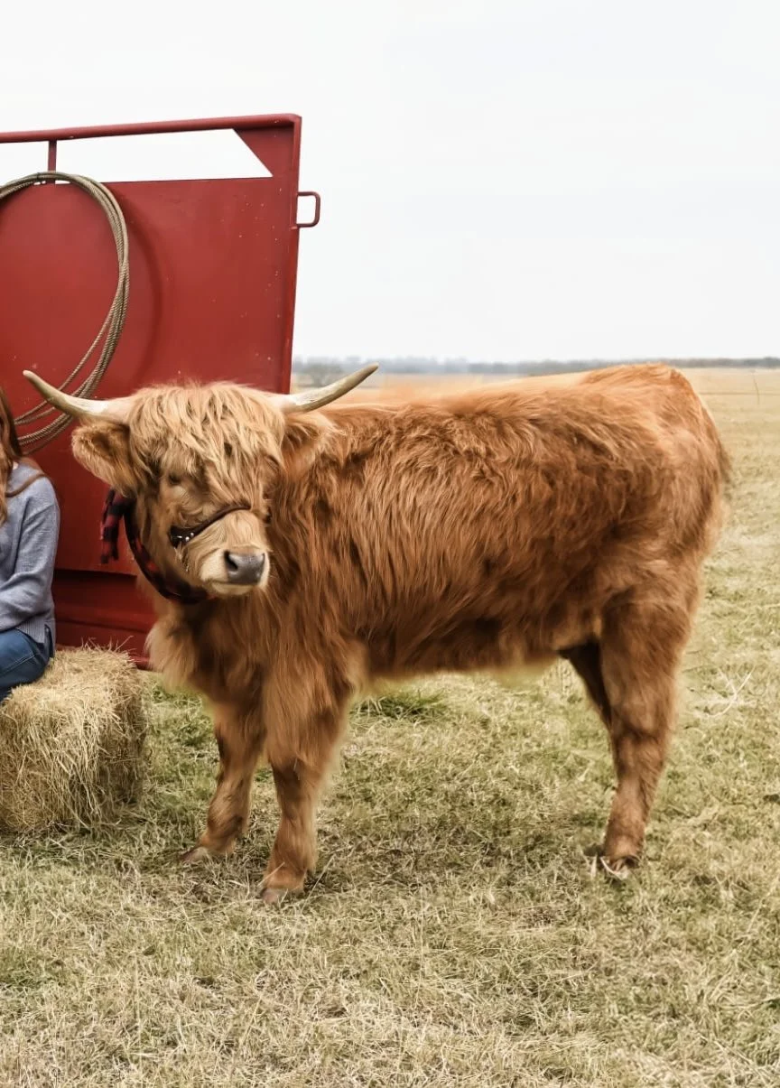 A brown Highland cow with long, shaggy fur and curled horns standing on a grassy field near a person sitting on hay bale. In the background, there's a red structure with a hose attached.
