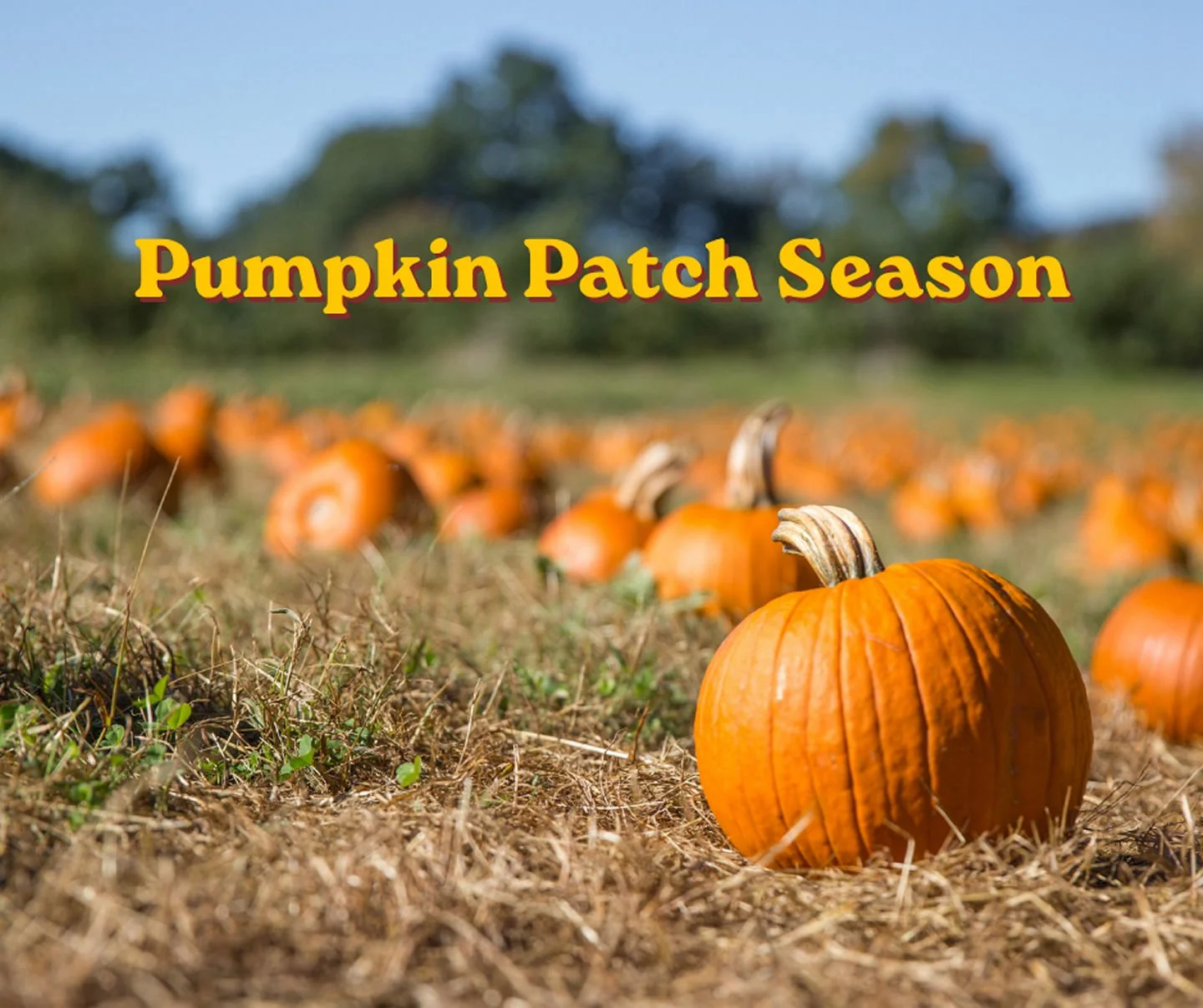 Pumpkin Patch Season 🎃 Fall weekends are made for pumpkin patches and seasonal adventures.

#FallFun #HelloAutumn