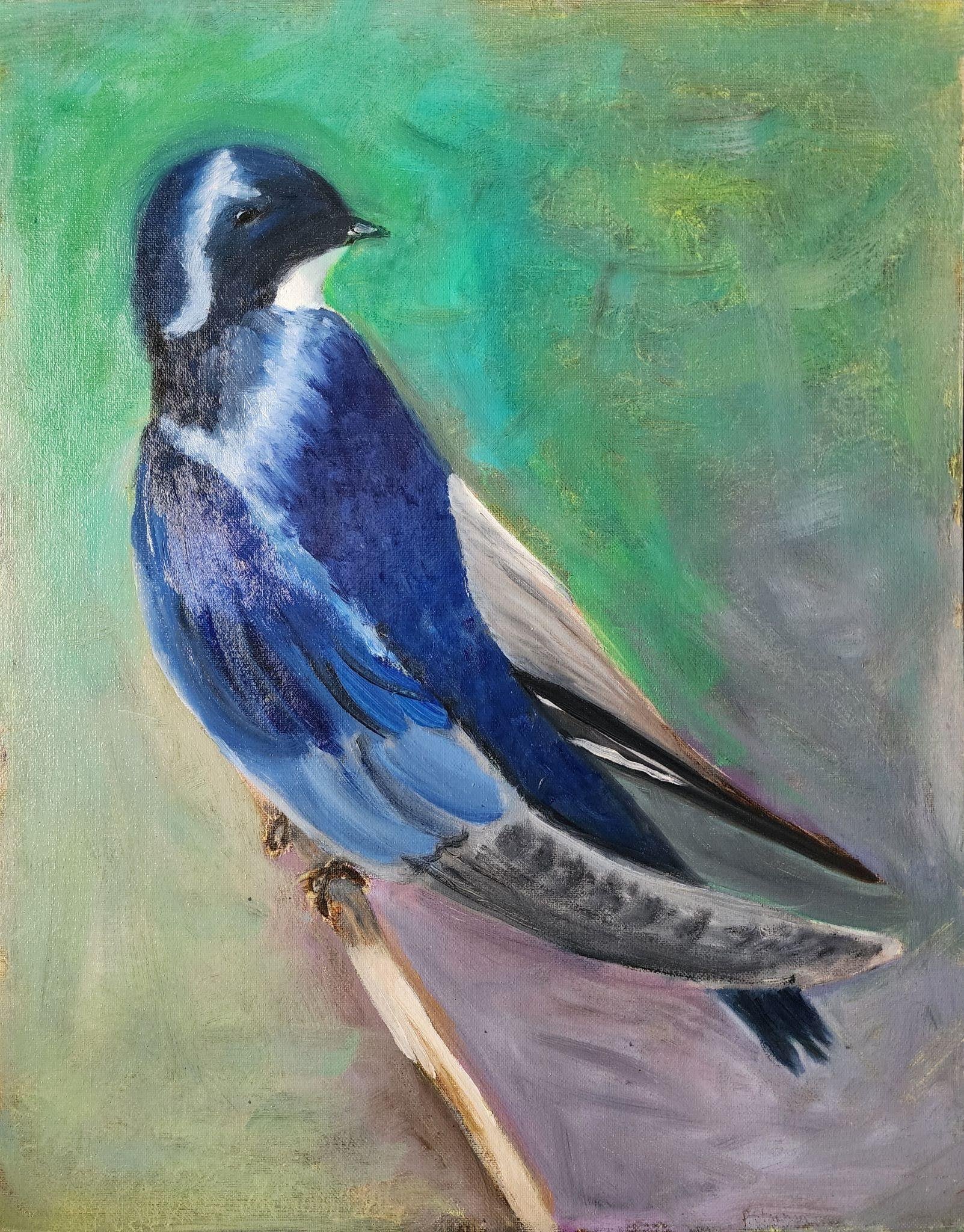 Tree Swallow