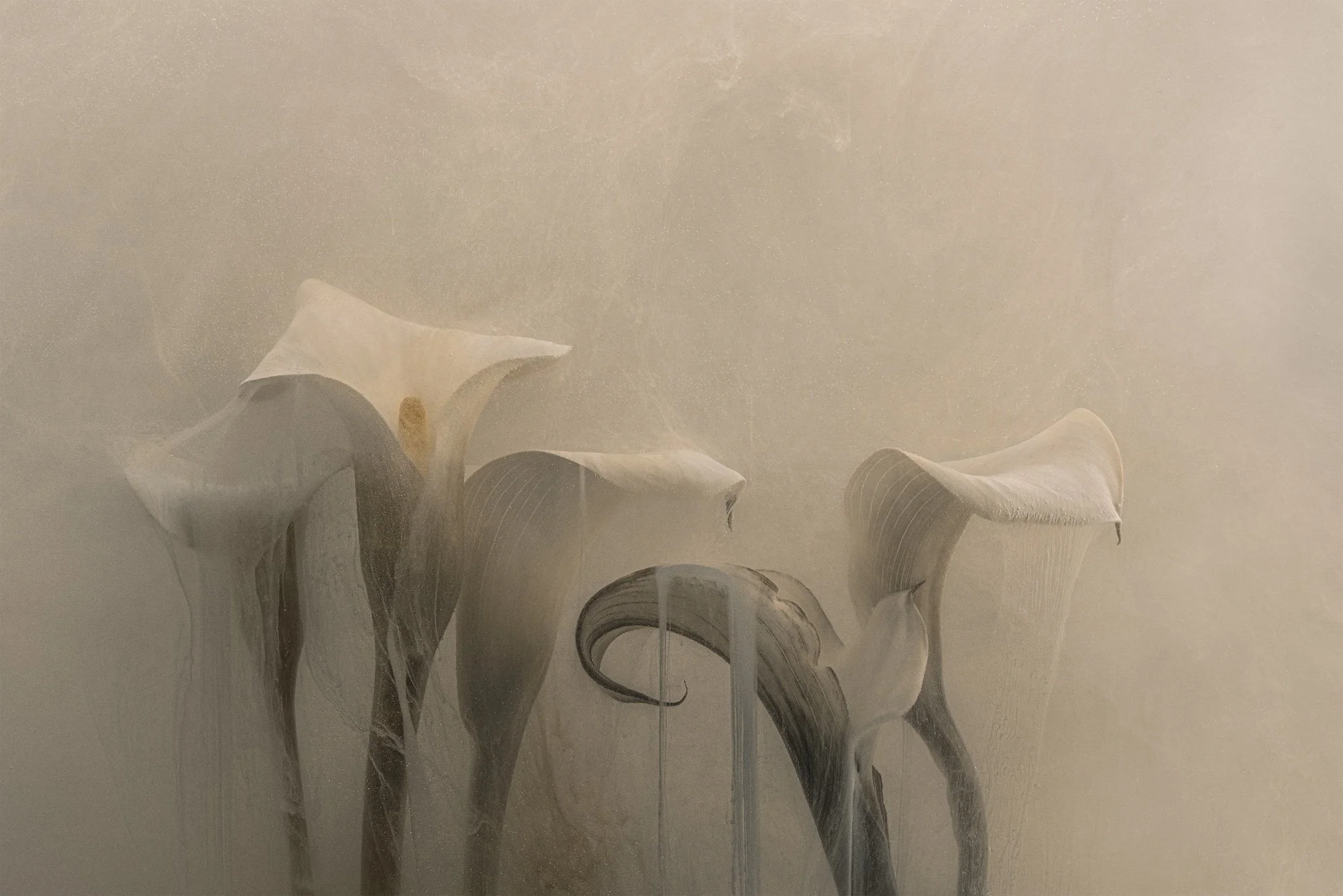 Quiet Elegance Done web.jpg