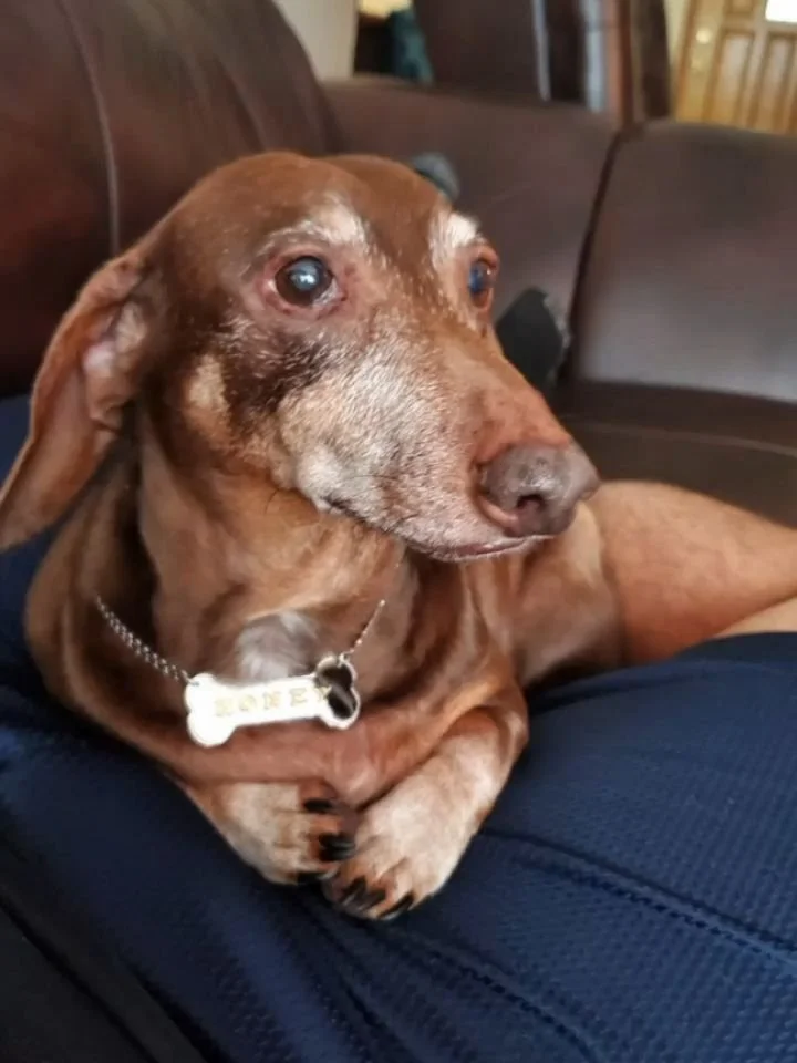 RIP little ones I'll always love you 💙 #dayofthedeadforpets