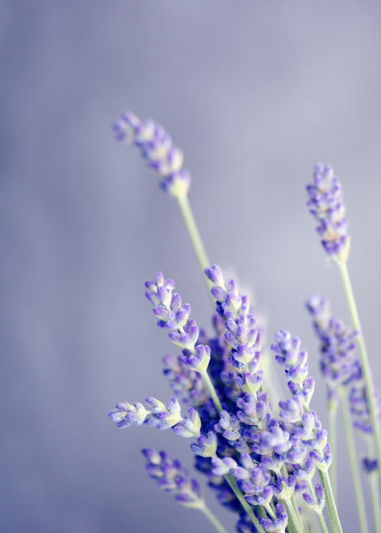 Lavender: a soothing and regulating plant
