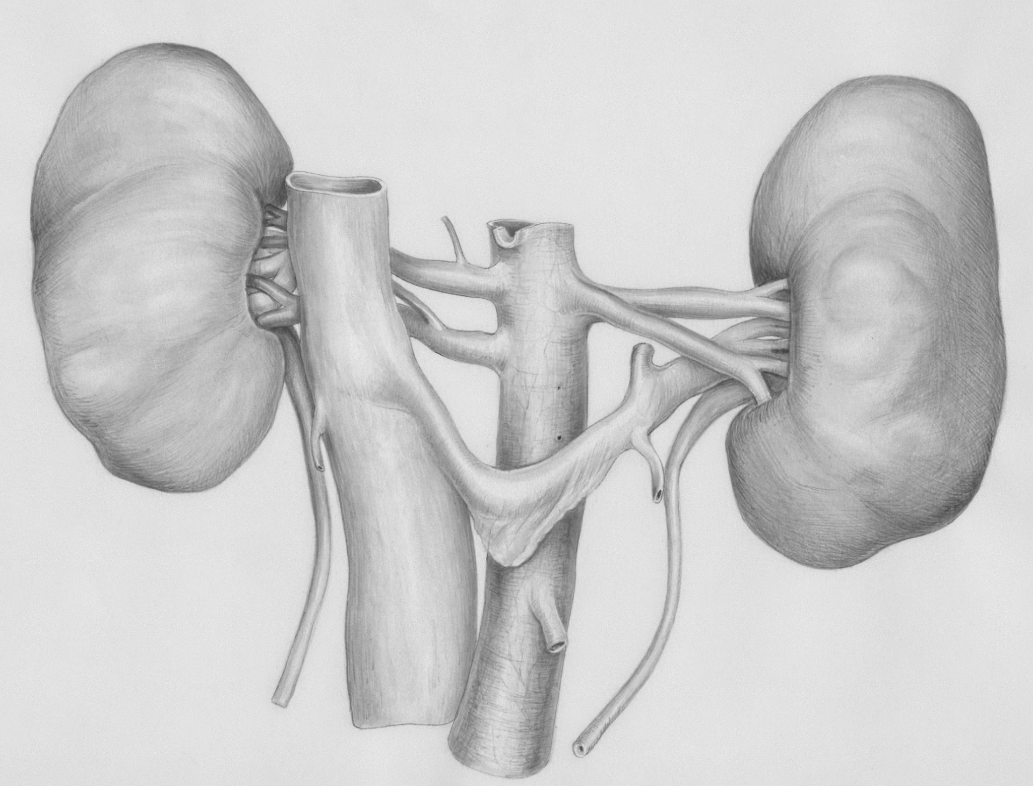 Free Webinar | Your adrenal system