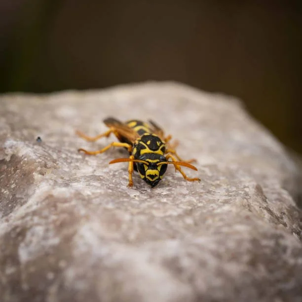 The Initiation - Short Story