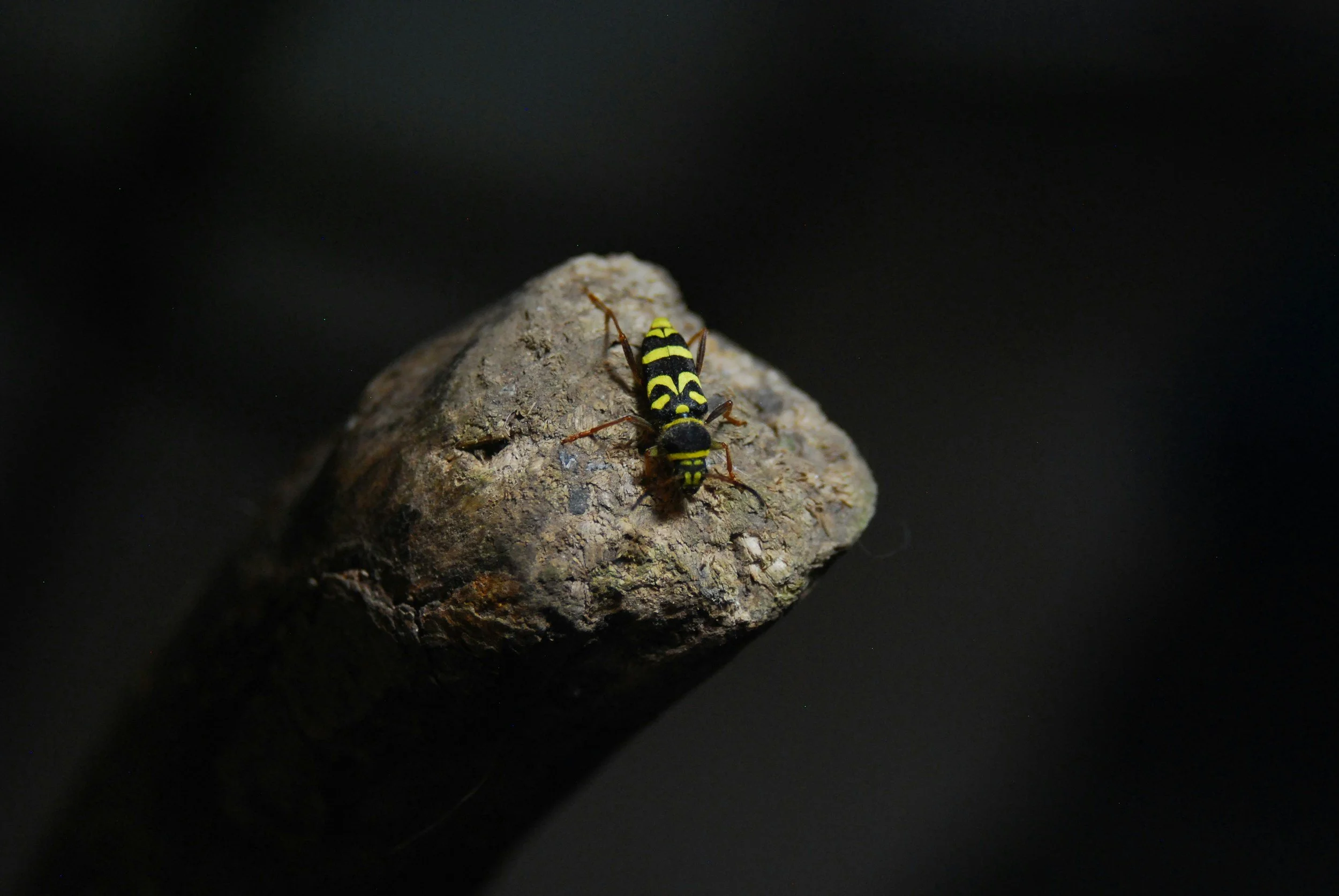 A small black and yellow wasp on a rough, dark-colored rock, against a black background.