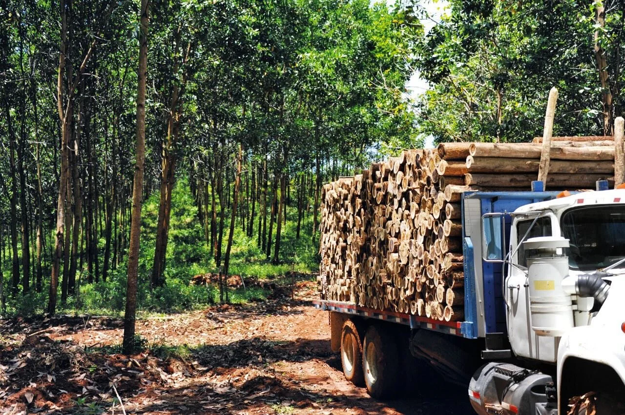 🚛 Suministro Local, Menor Impacto 🌿

En Silviterra, todos los troncos que ingresan a nuestro aserradero provienen de &aacute;rboles cultivados a menos de 50 km de nuestras operaciones en la zona Norte-Central de Costa Rica. 🌳

Esta estrategia de a