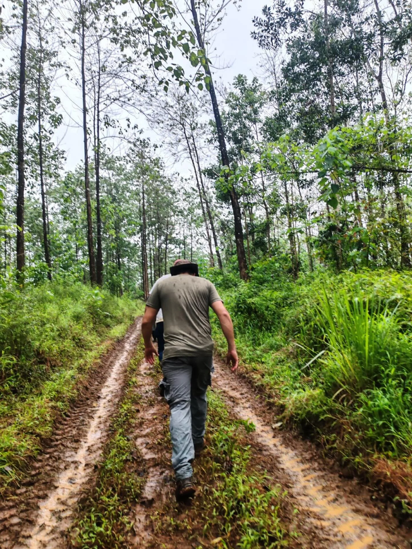 🌲 Caminar con prop&oacute;sito &ndash; San Carlos, Costa Rica

En esta foto, nuestro ingeniero forestal Ronny camina por un bosque de Melina &mdash; un recordatorio de que cada paso que damos en Silviterra est&aacute; guiado por el prop&oacute;sito 