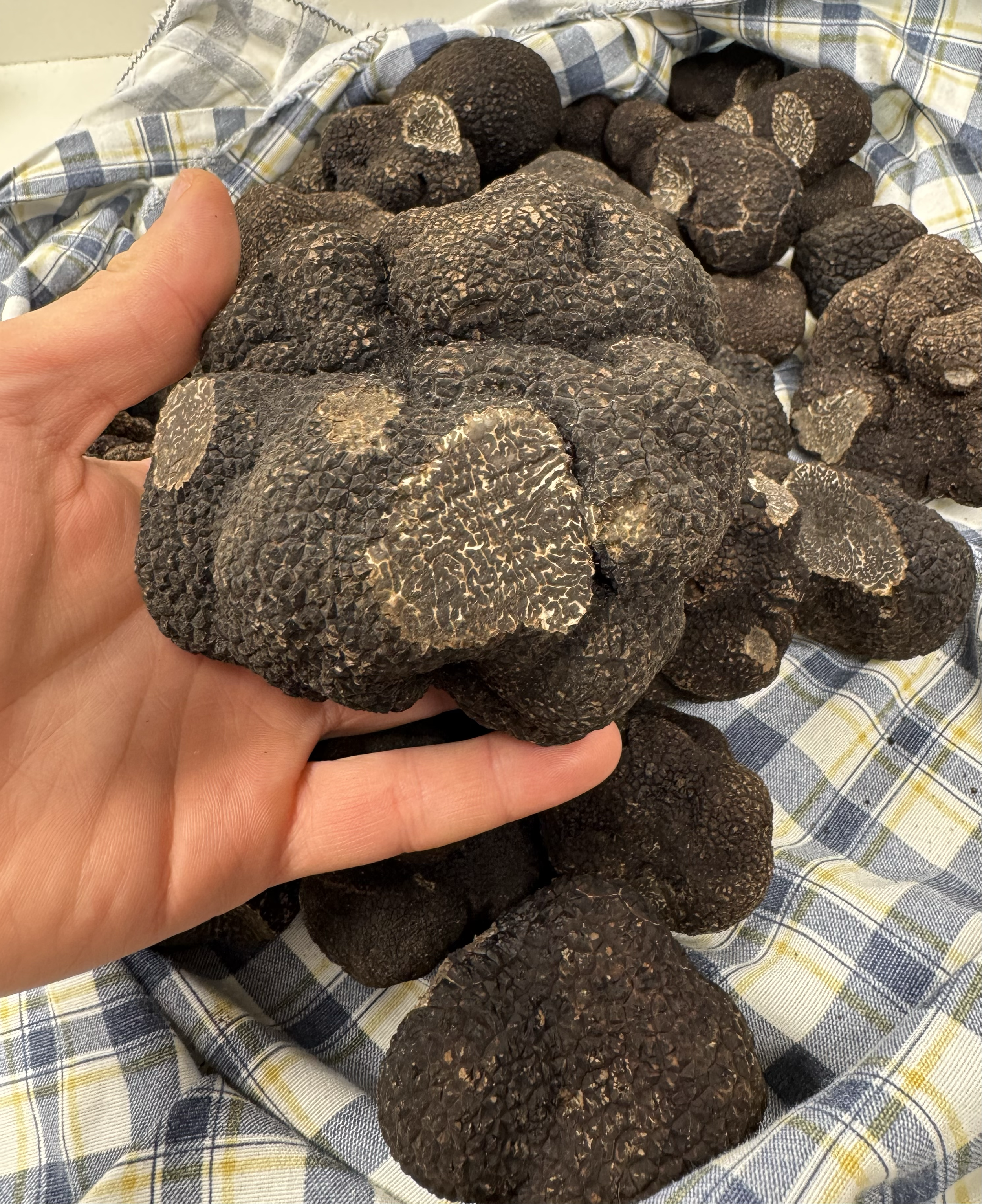 Summer Black Truffle, Winter Black Truffle  Mykonos