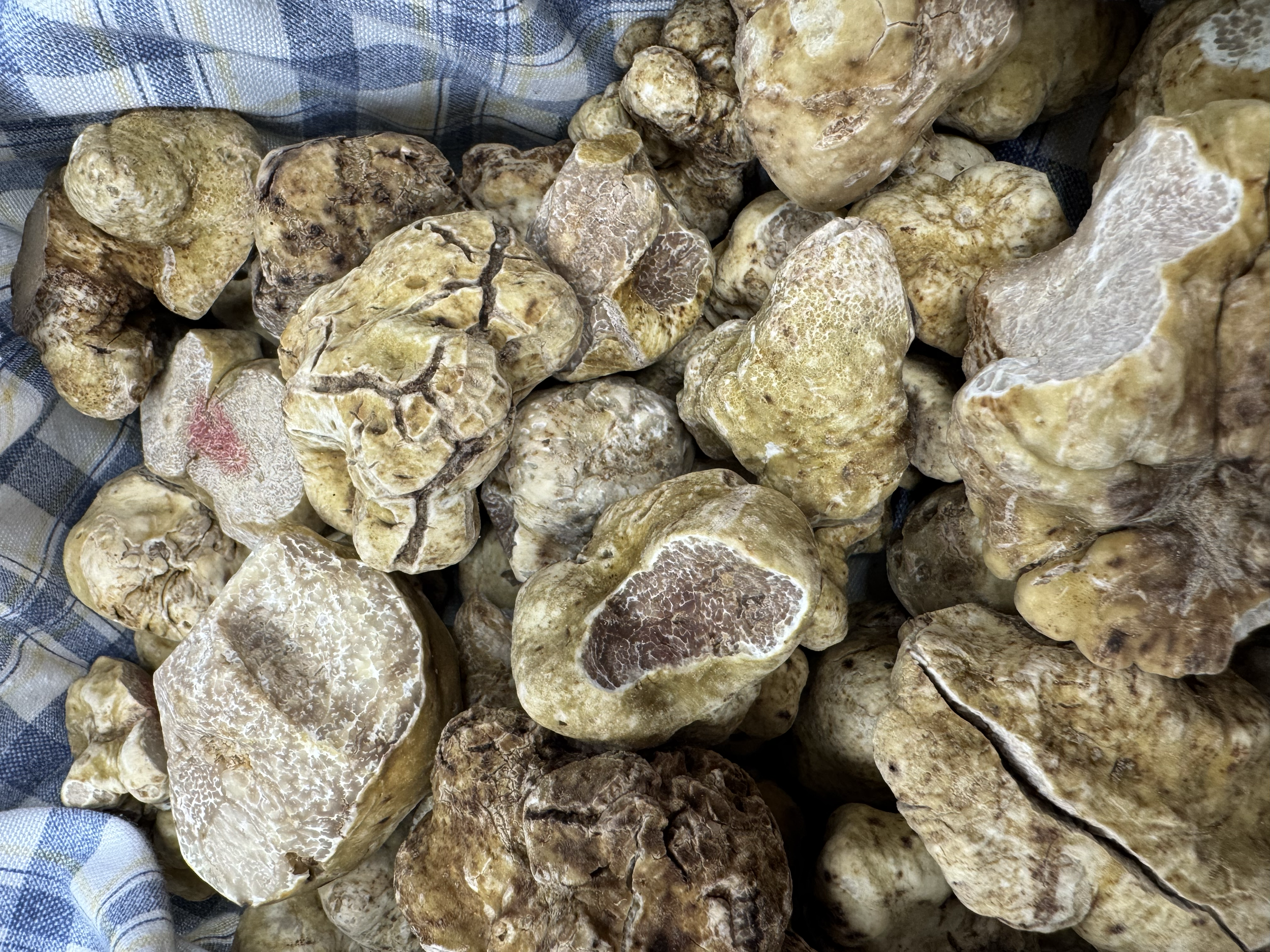 White Truffle in Mykonos used for Fresh Pasta 