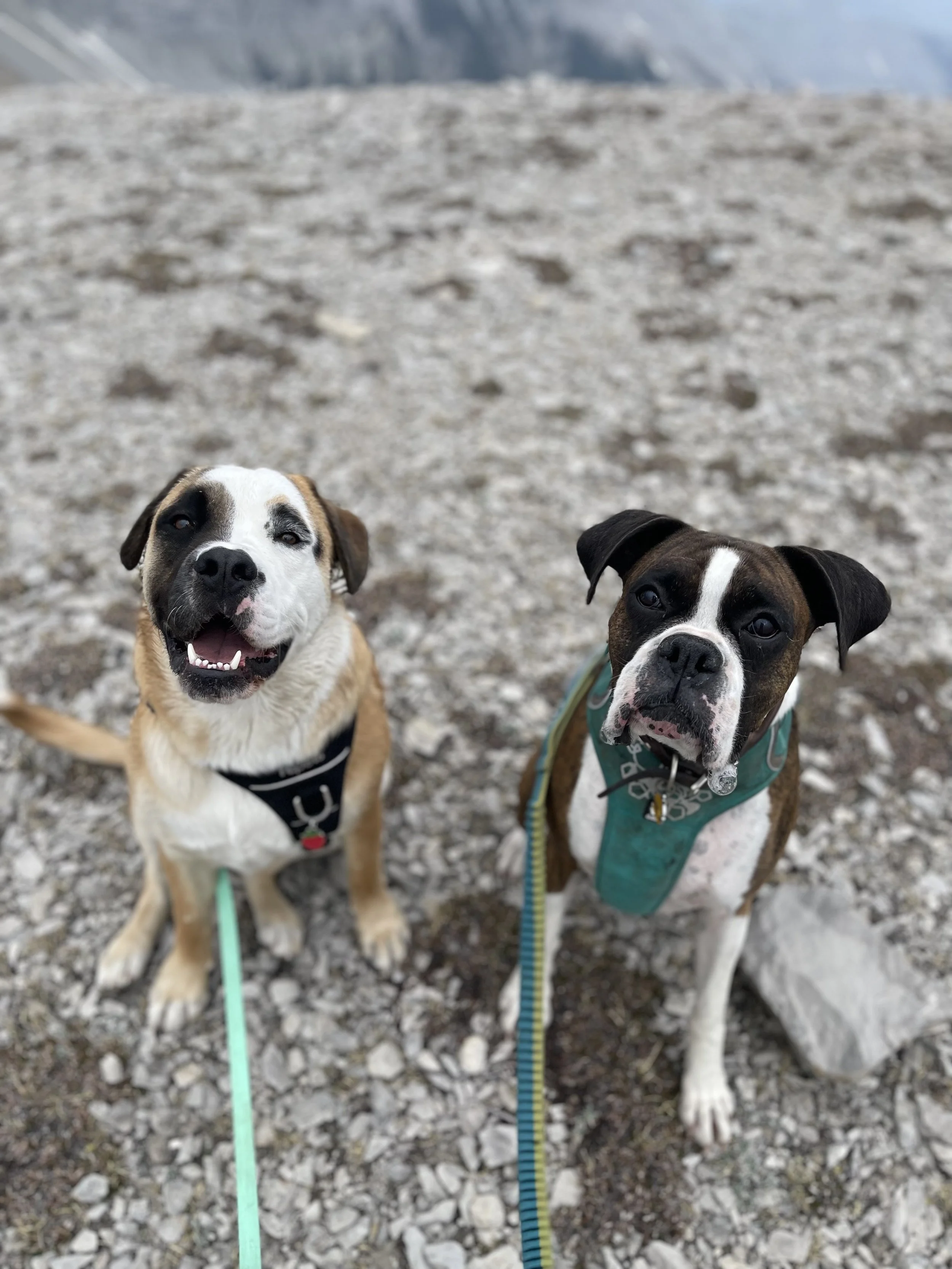 Two dogs sitting on rocky ground outdoors, one with a happy expression and the other with a serious look, in a mountainous area.