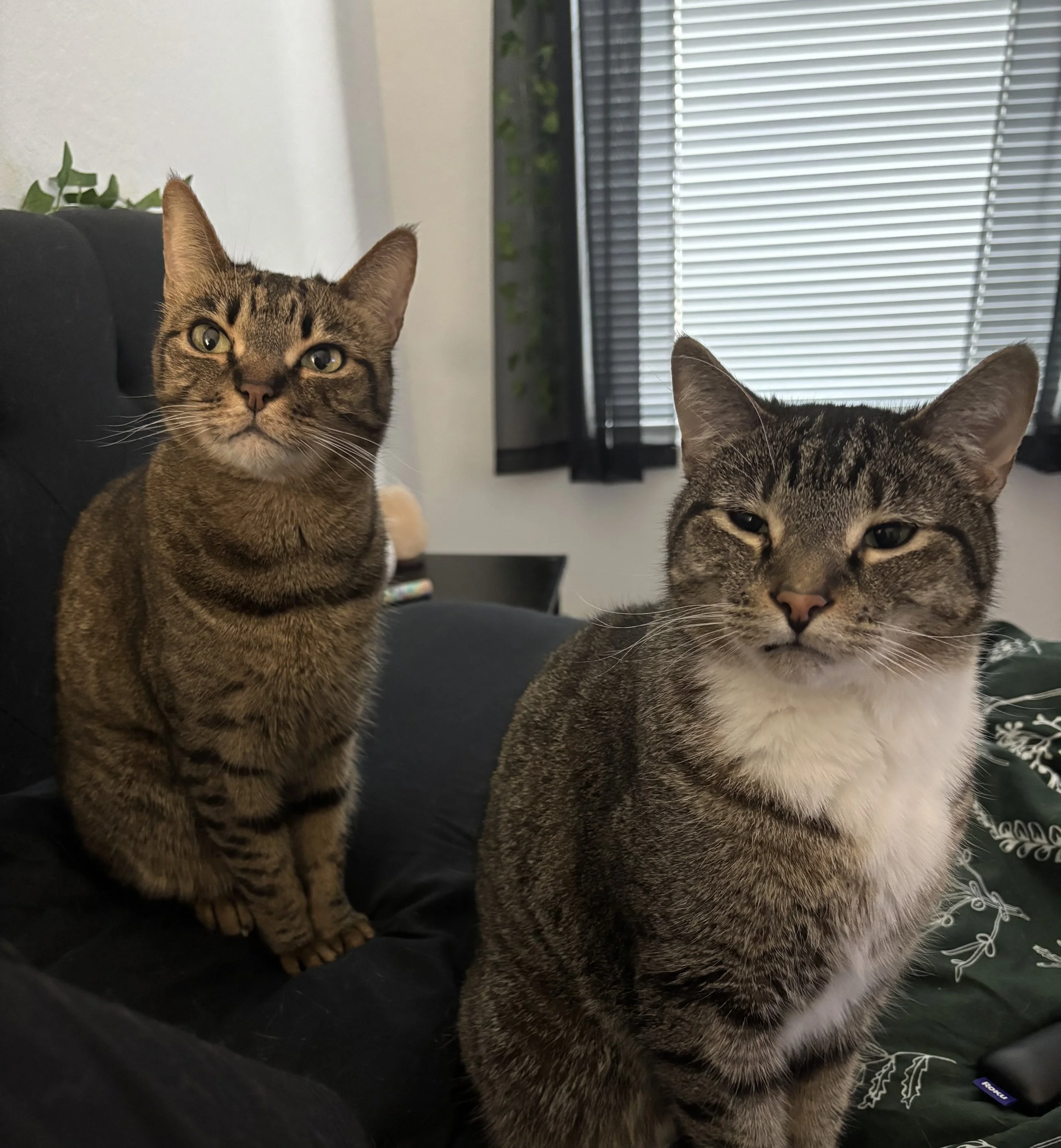 Meet Rowena (left) and Felix (right): unofficial co-therapists who enjoy popping into virtual sessions to offer their insight!