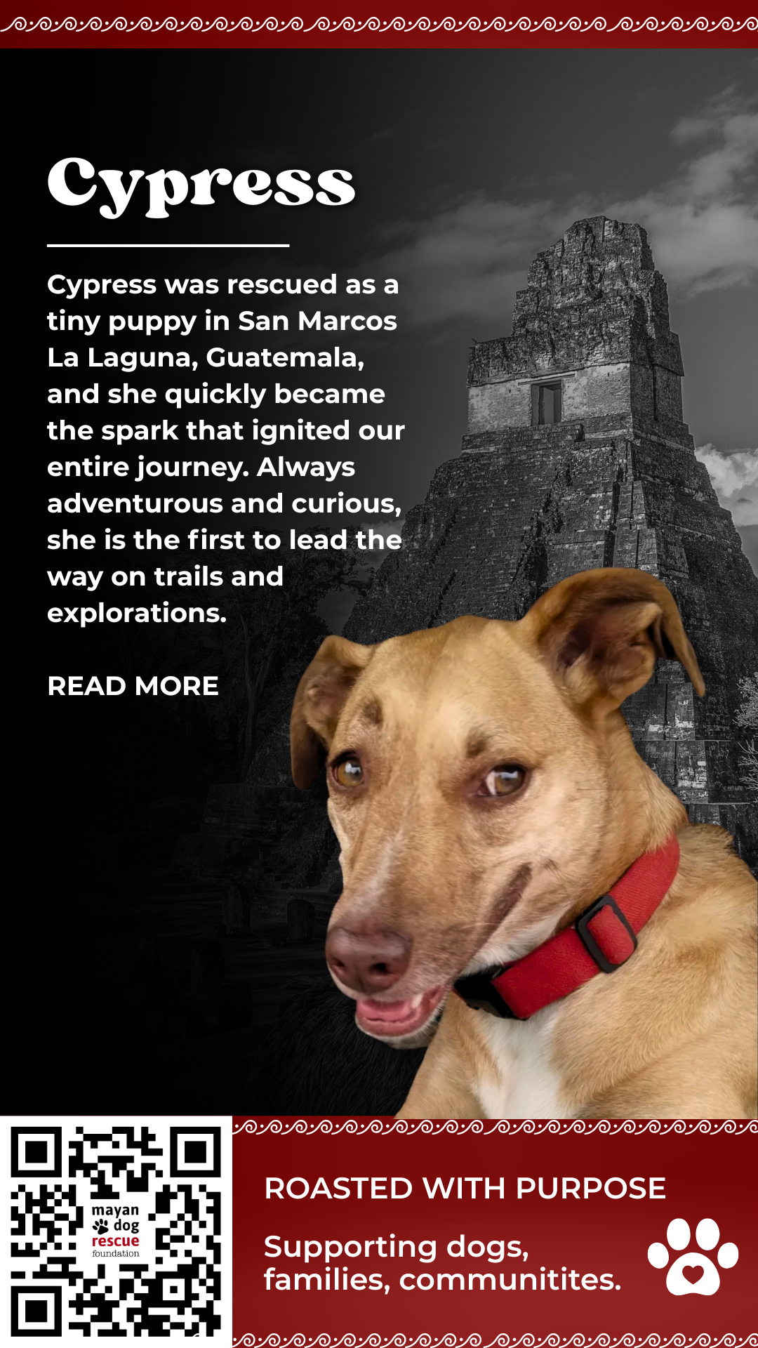 STREET DOG BLEND - 2.png