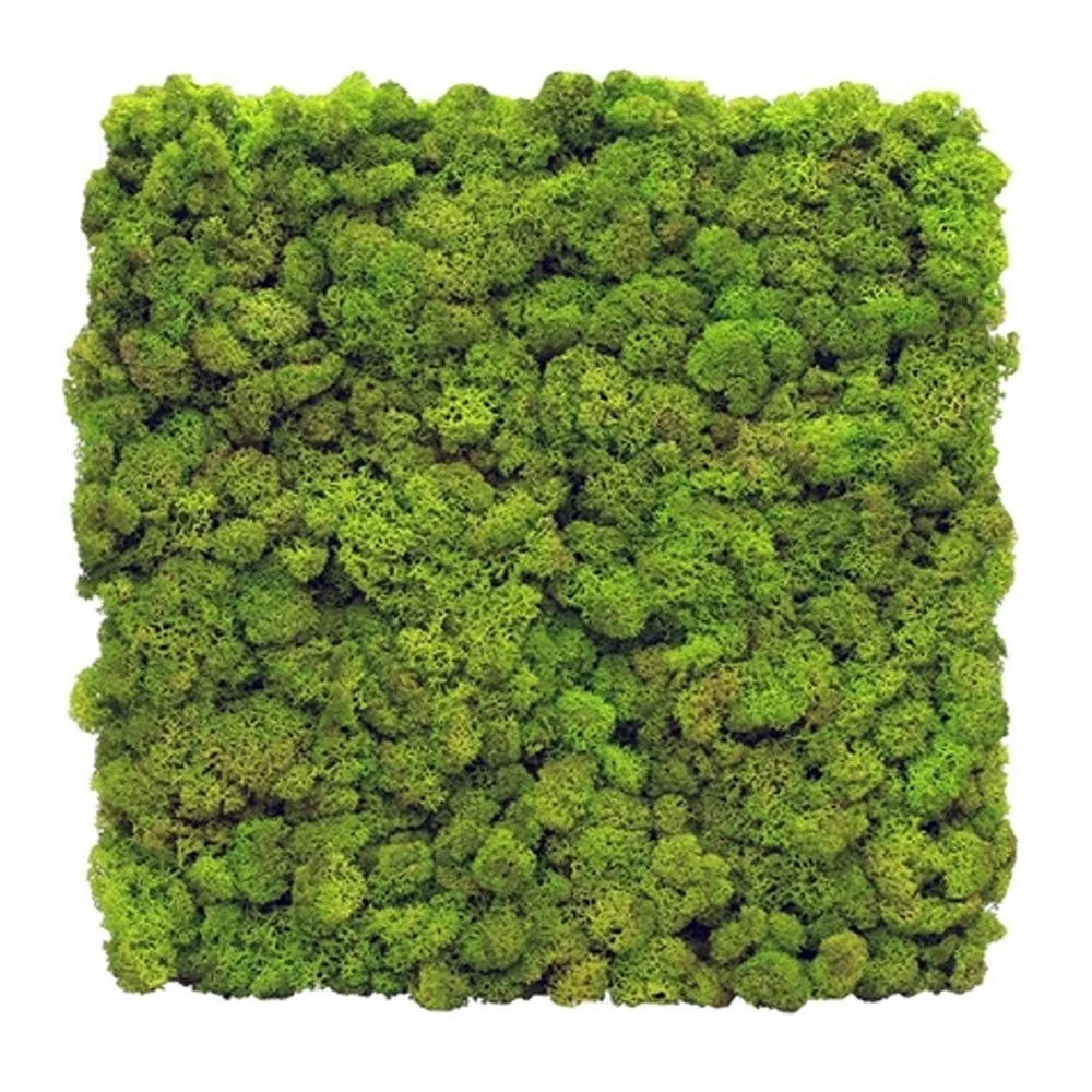 Green moss wall art with a dense, textured pattern on a white background