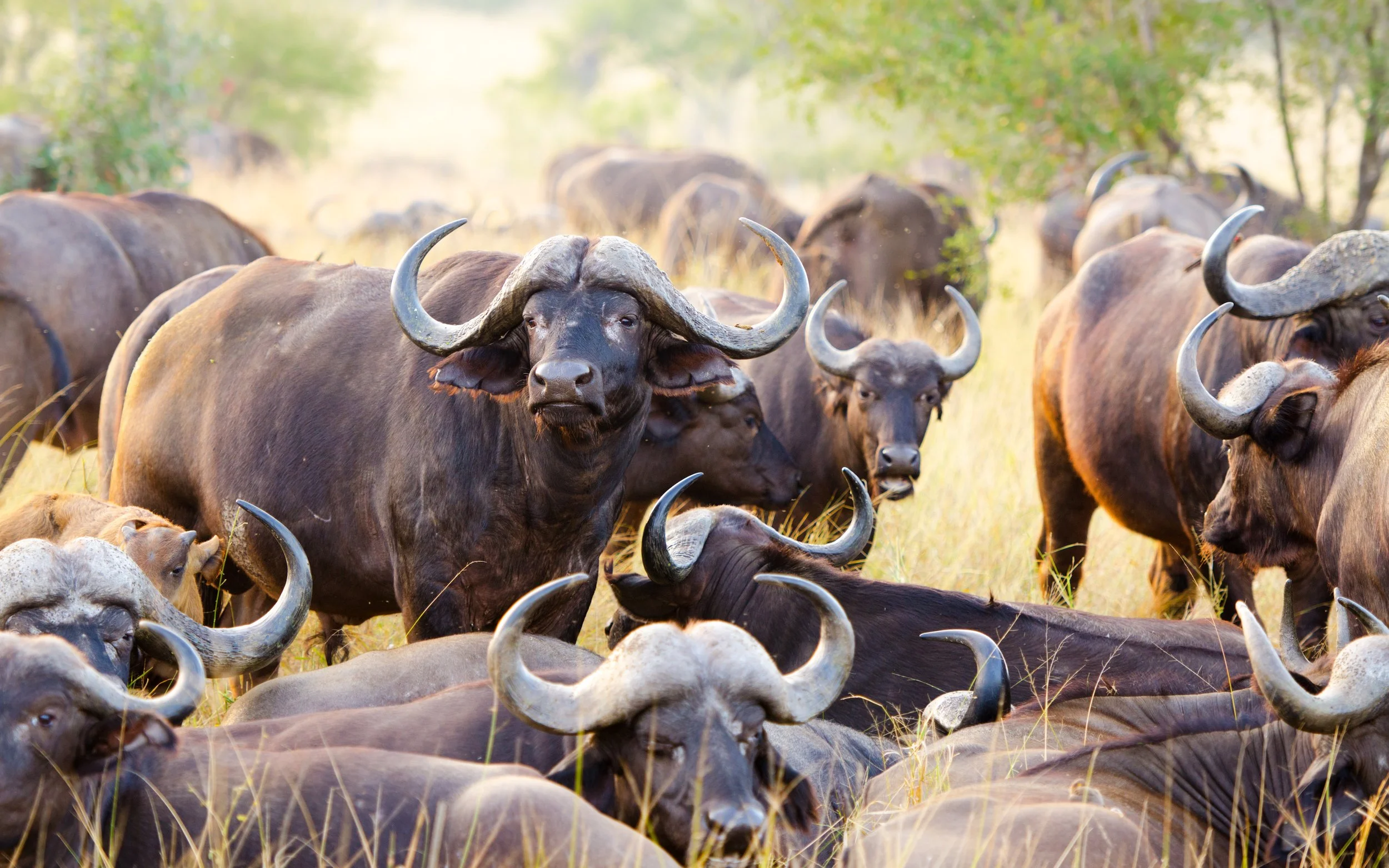 Safaris in South Africa