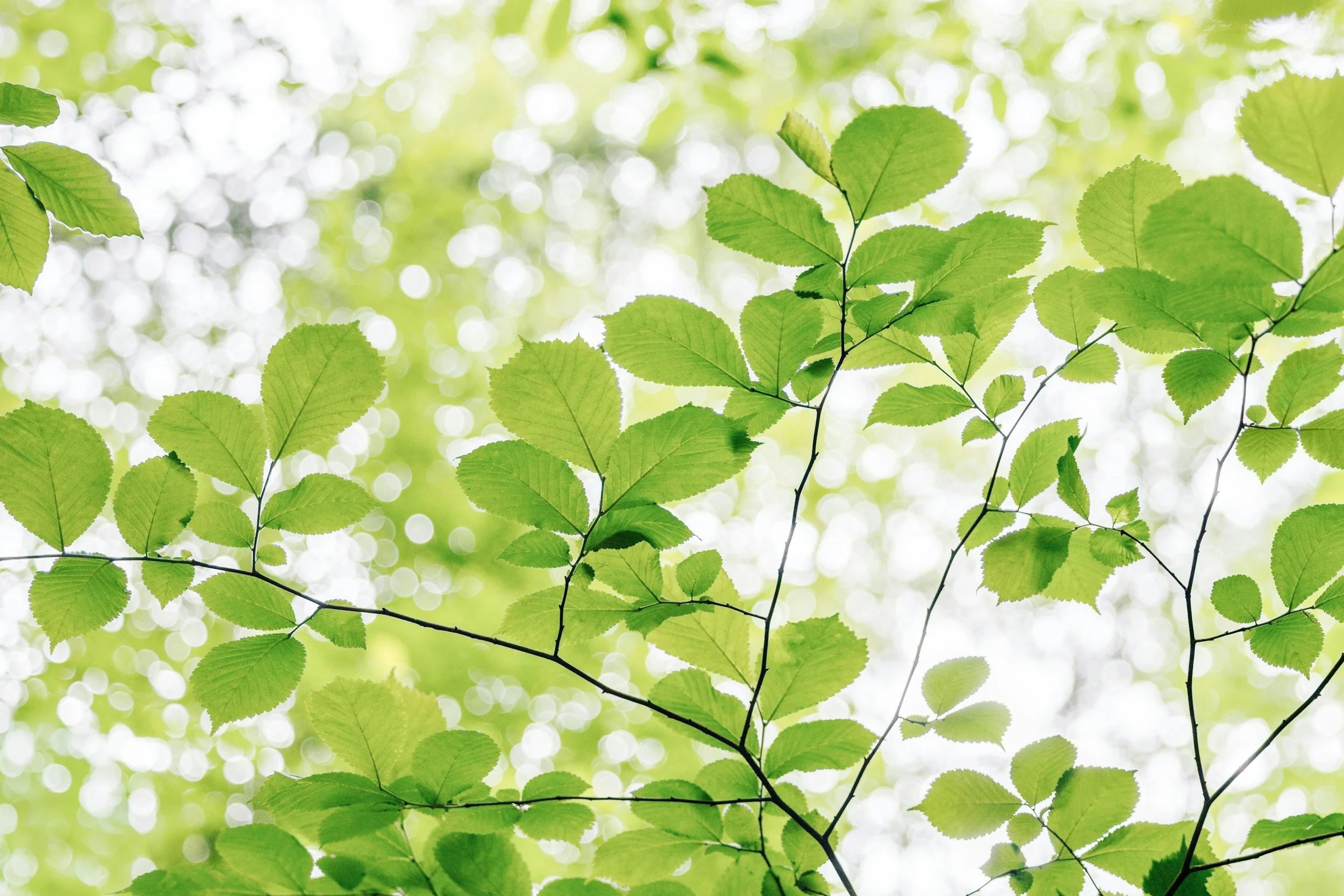 Green leaves on tree branches with a blurred bright background of sunlight filtering through foliage.