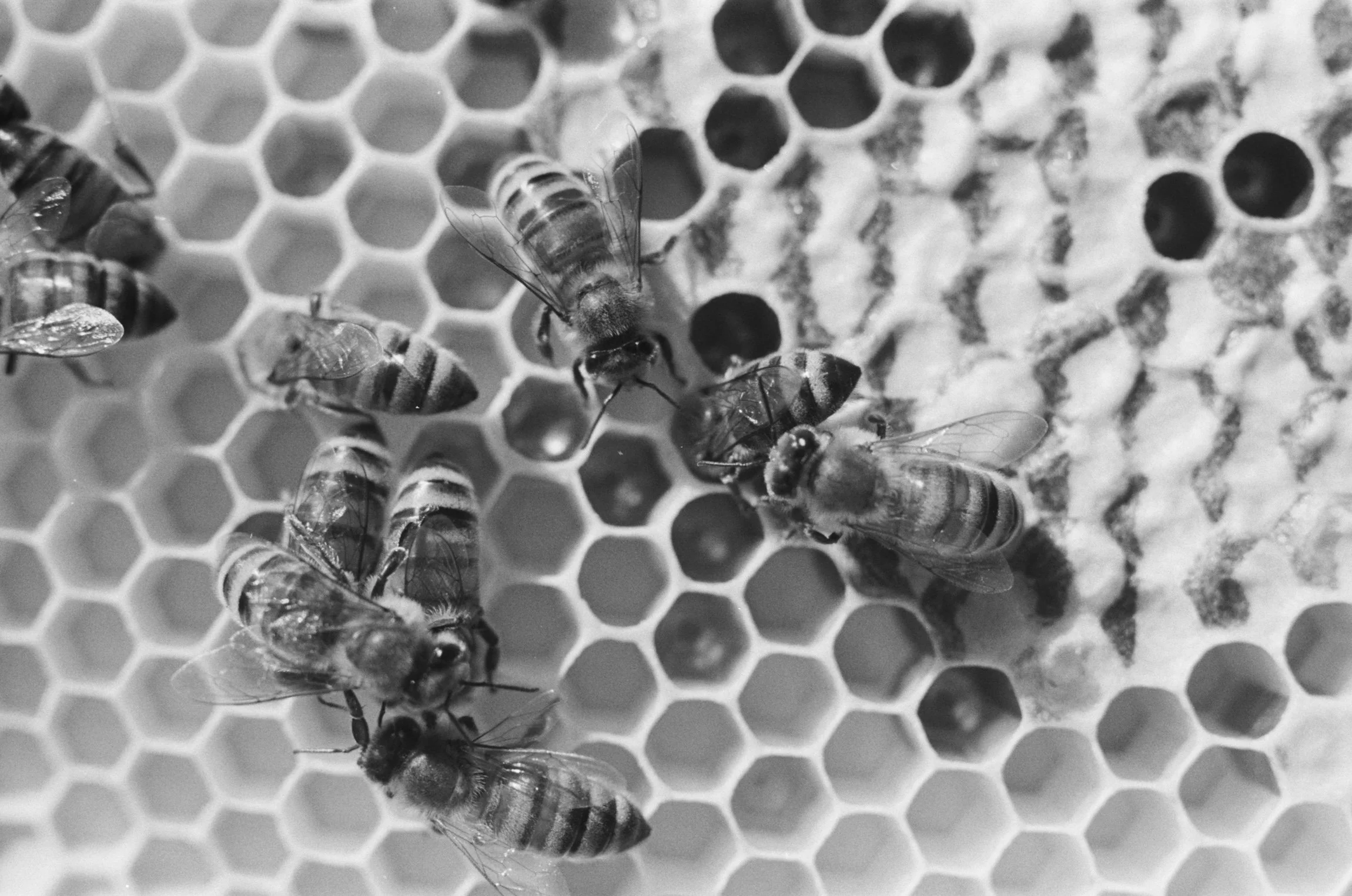 Winterizing the Hives