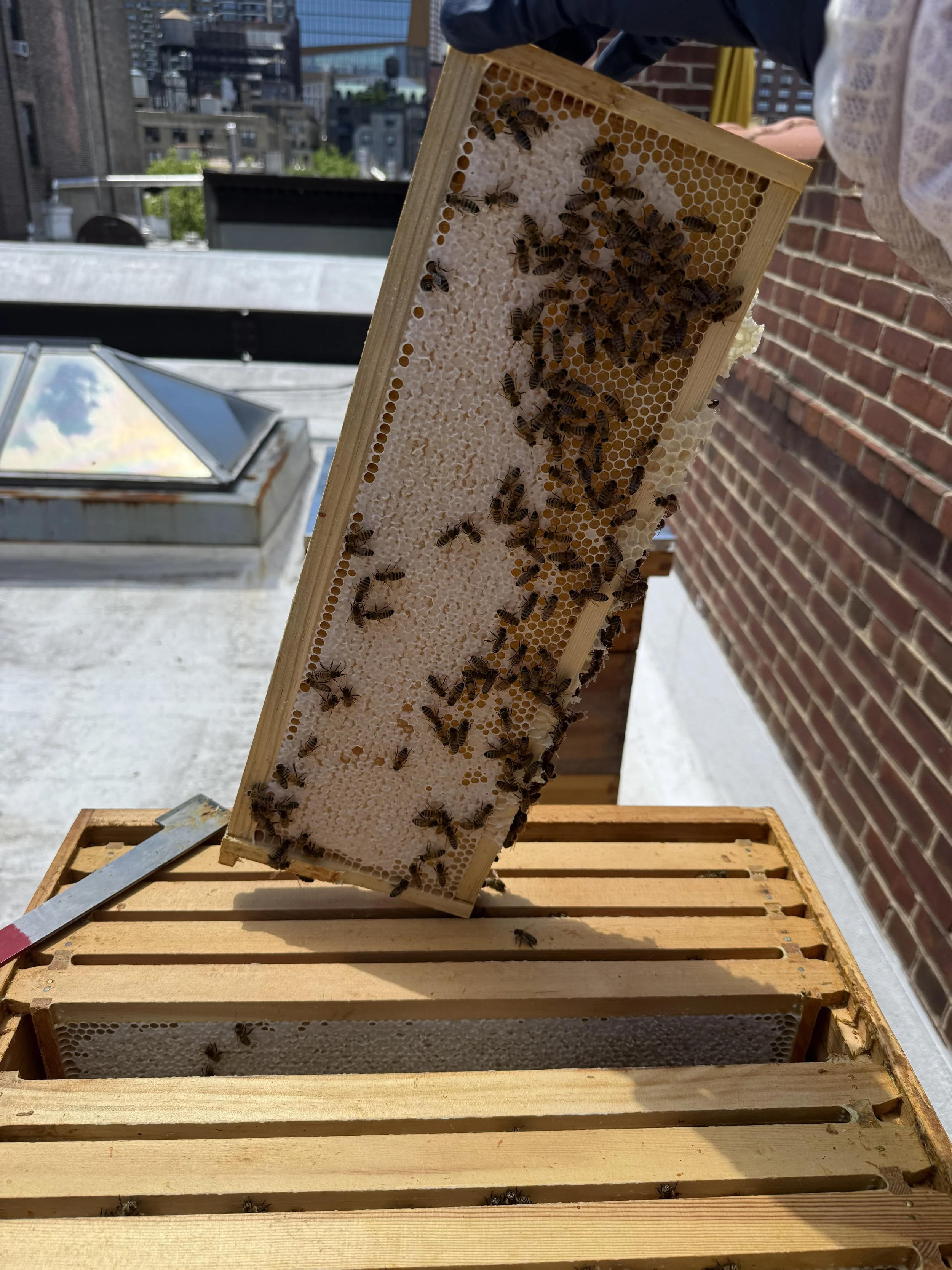 Honey Production
