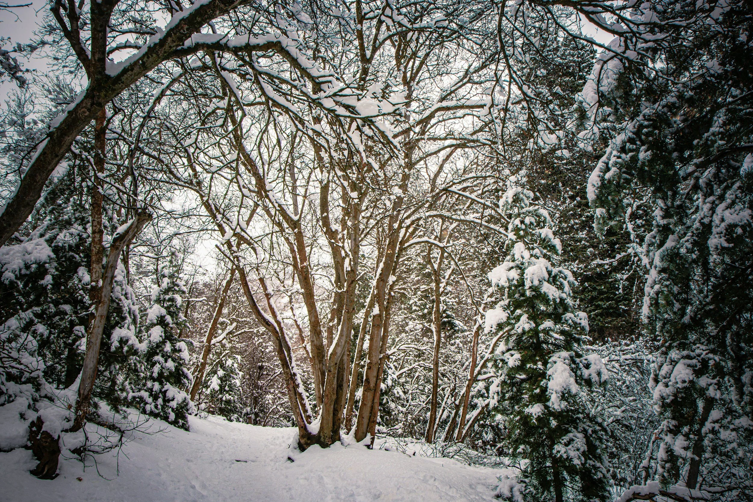 seasonal depression, depression, therapy, therapist, texas therapist, texas virtual therapy, couples therapy