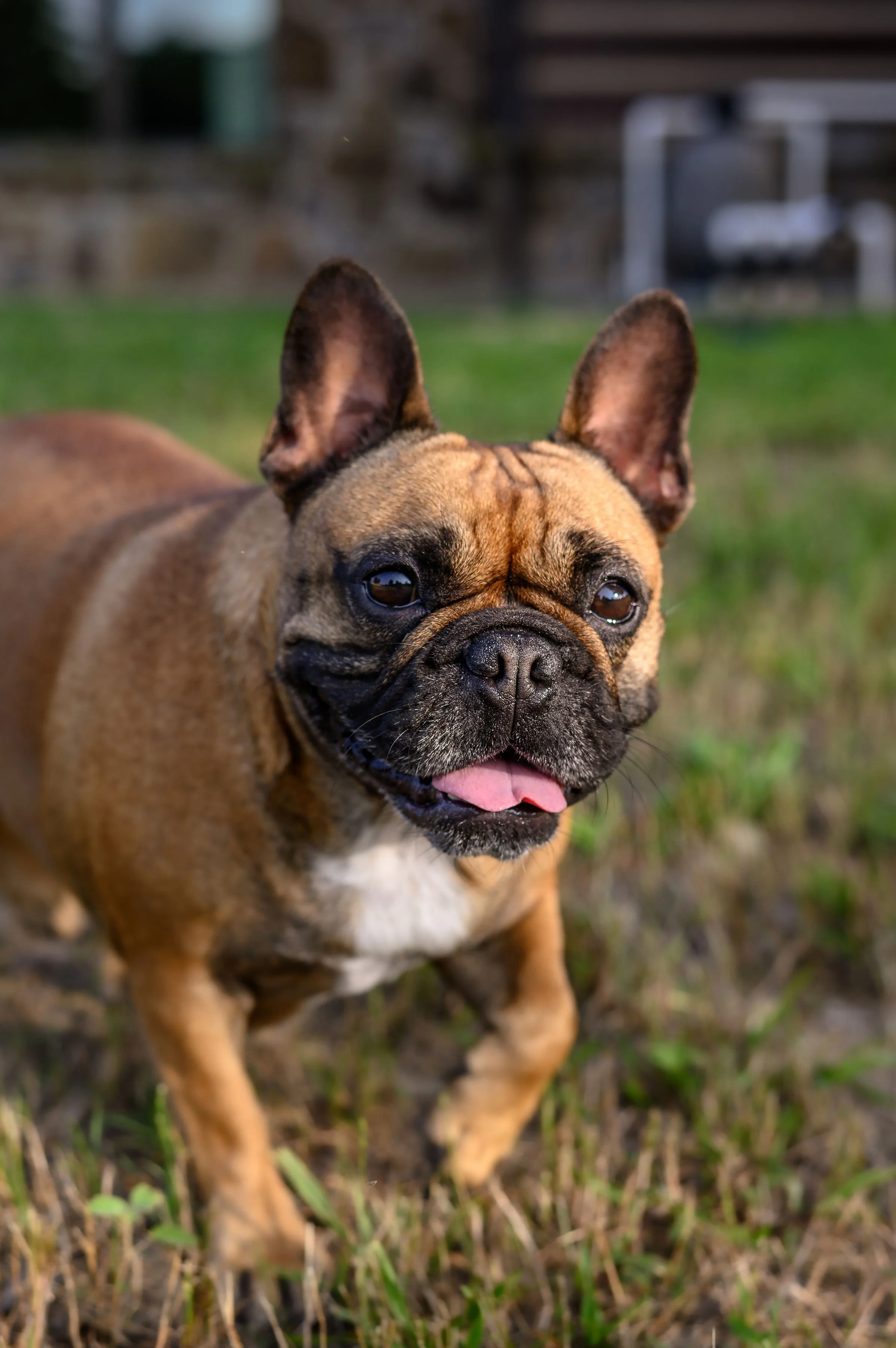A cute French Bulldog standing outdoors on grass, looking at the camera with its tongue slightly out, in a natural setting with a blurred background.